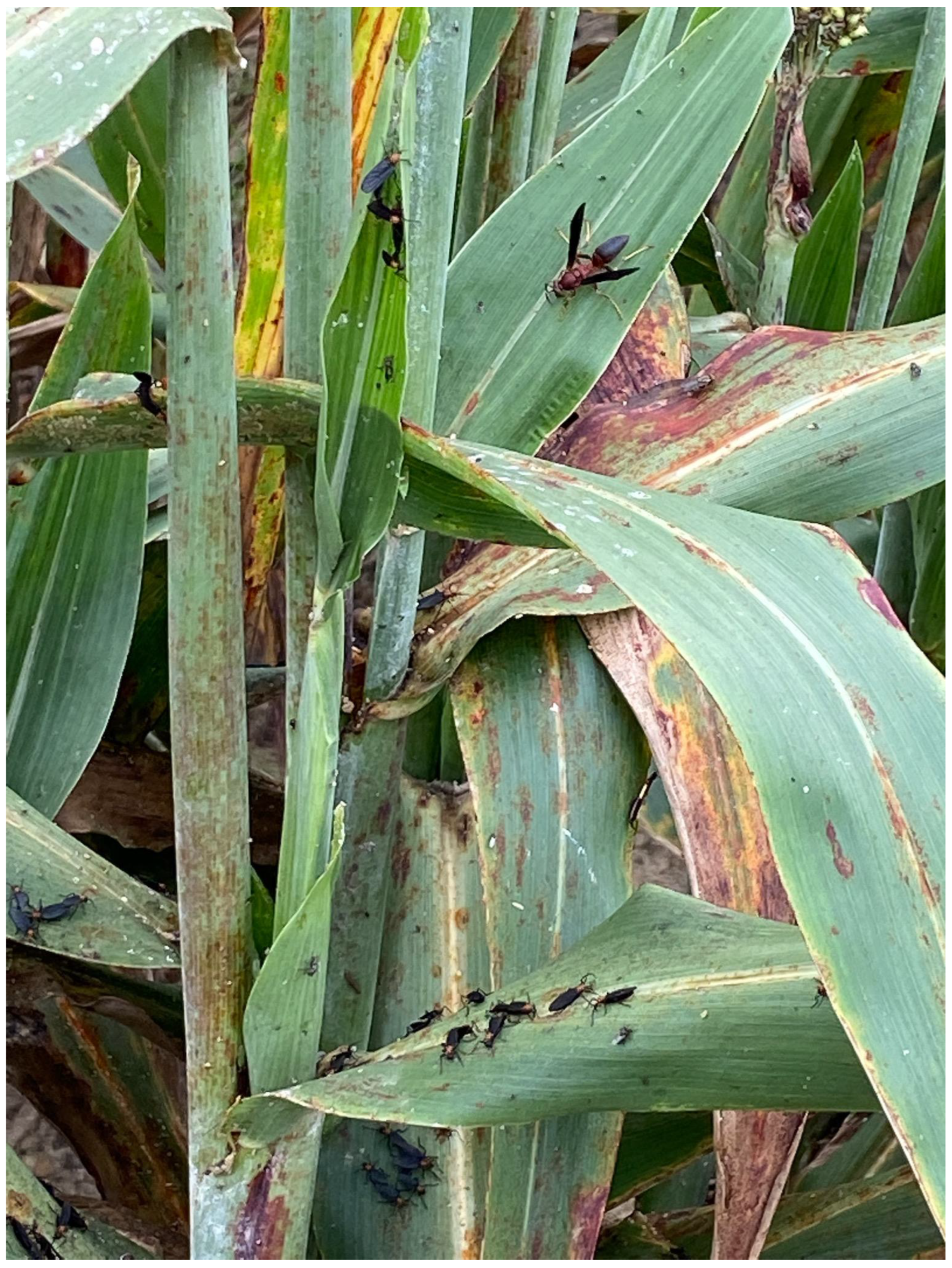 Insects 13 01152 g001