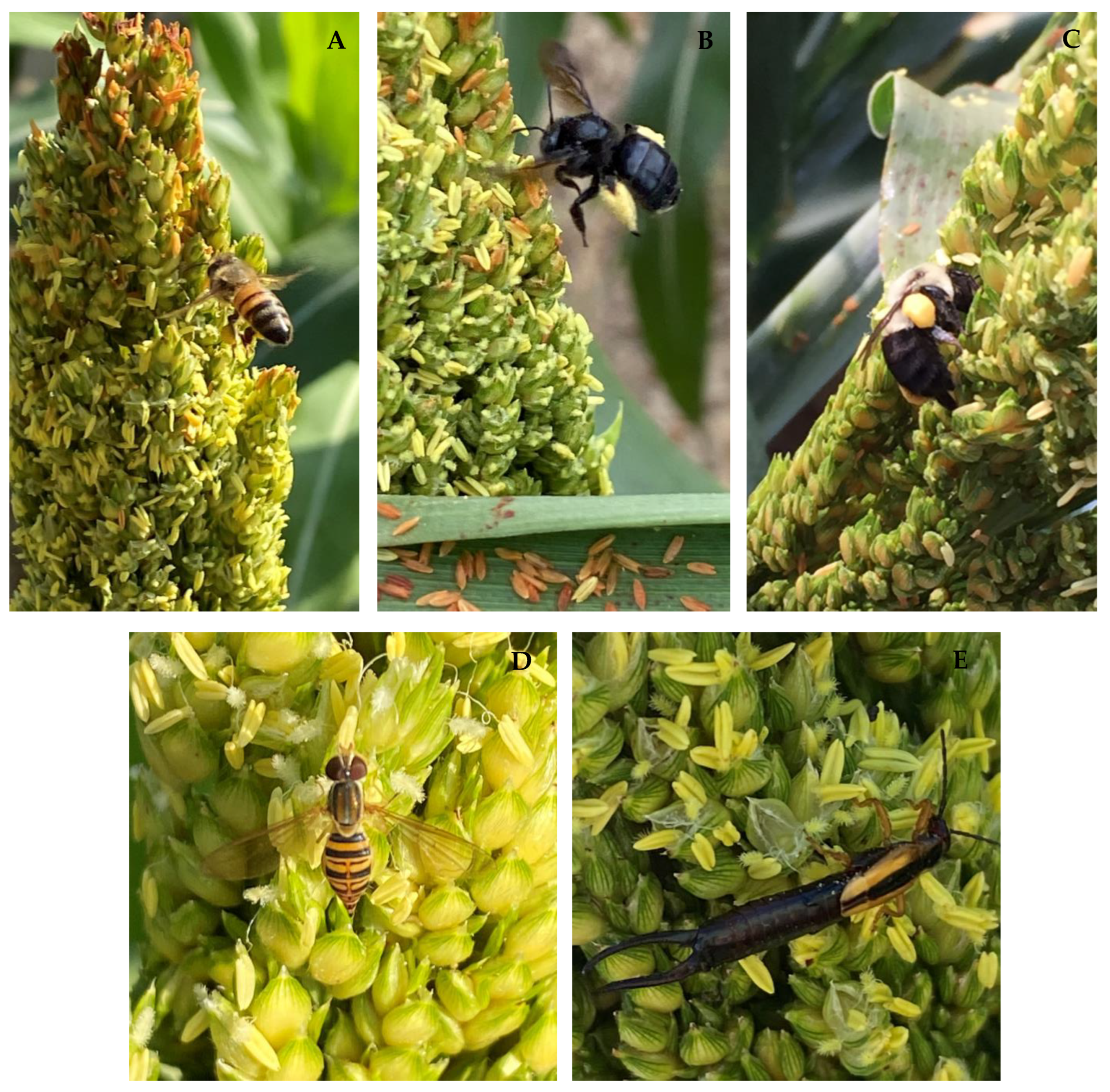 Insects 13 01152 g002