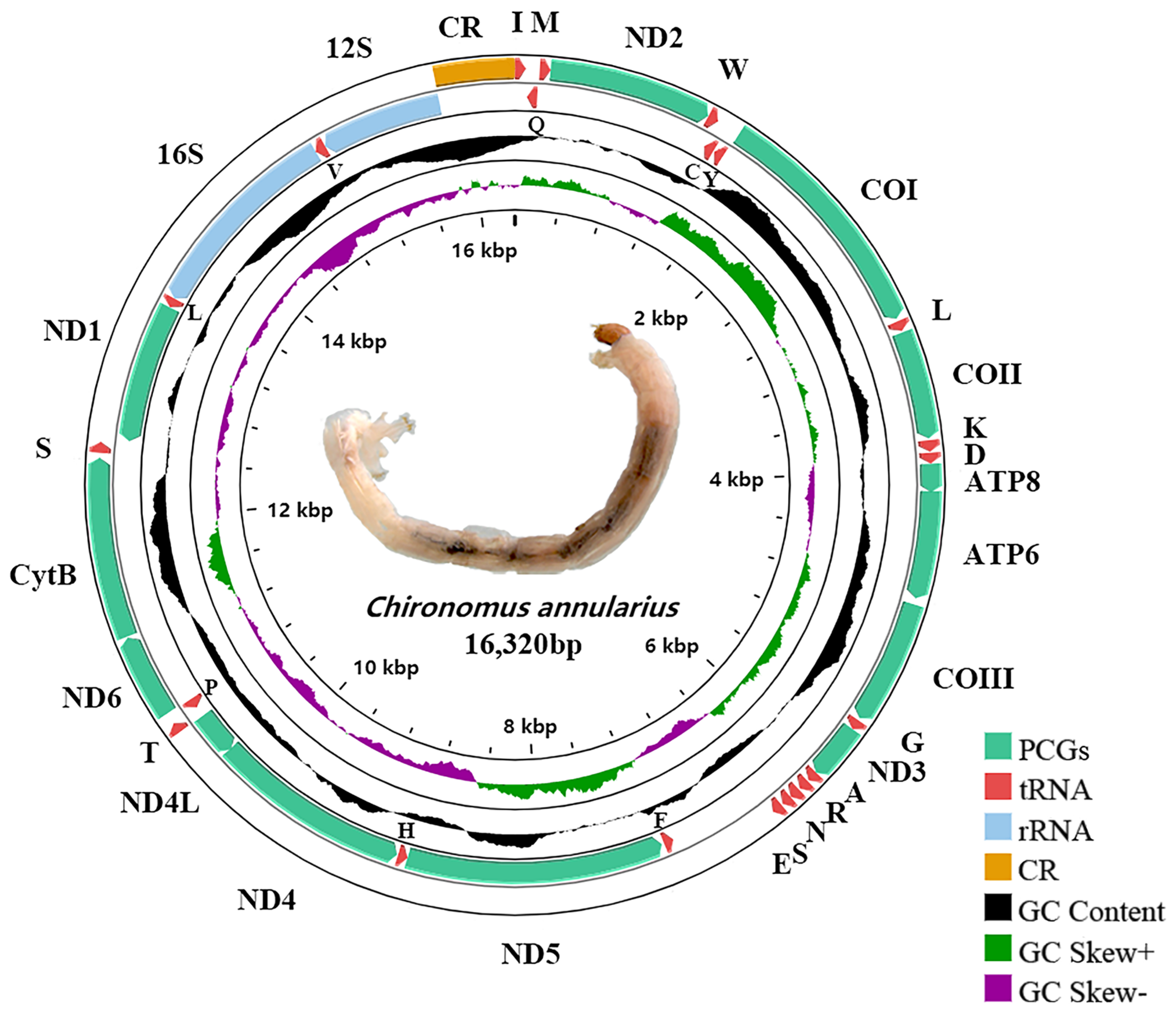 Insects 13 01164 g001