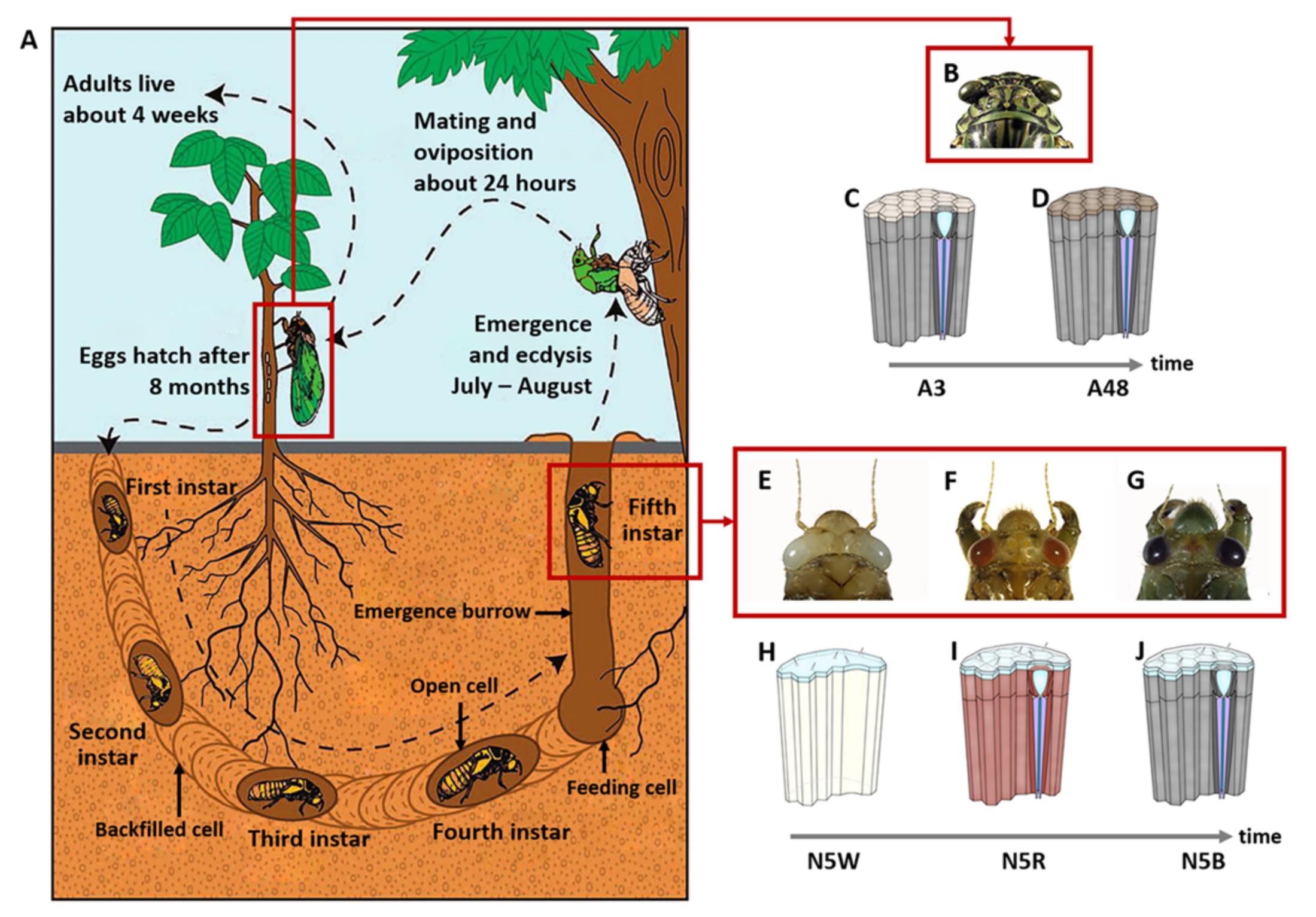 Insects 13 01170 g001 Insects 13 01170 g001
