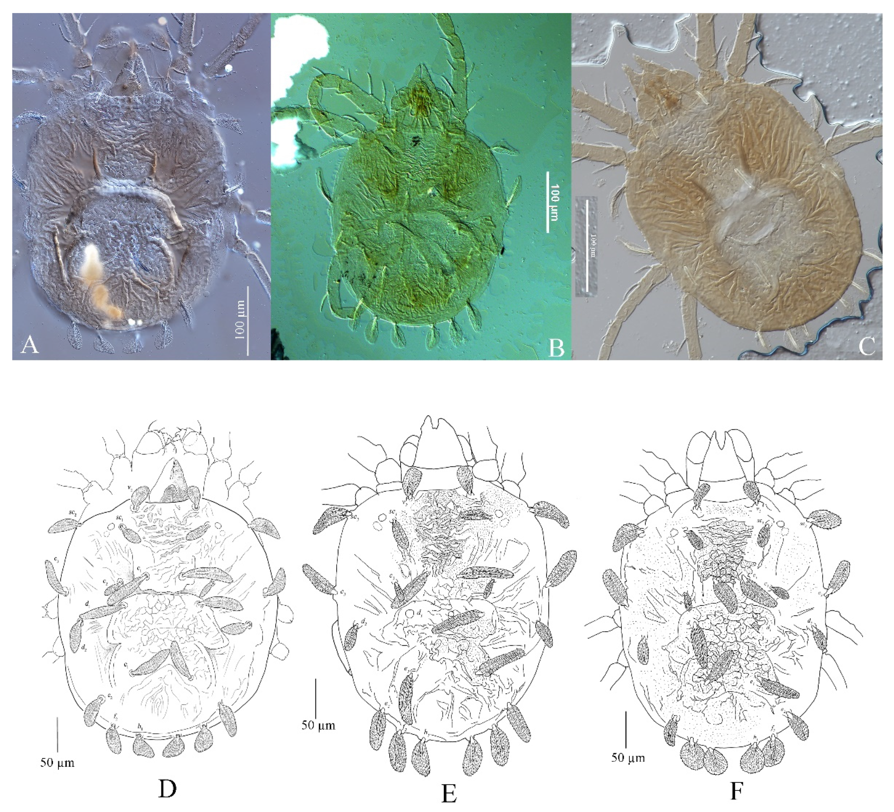 Insects 13 01176 g001