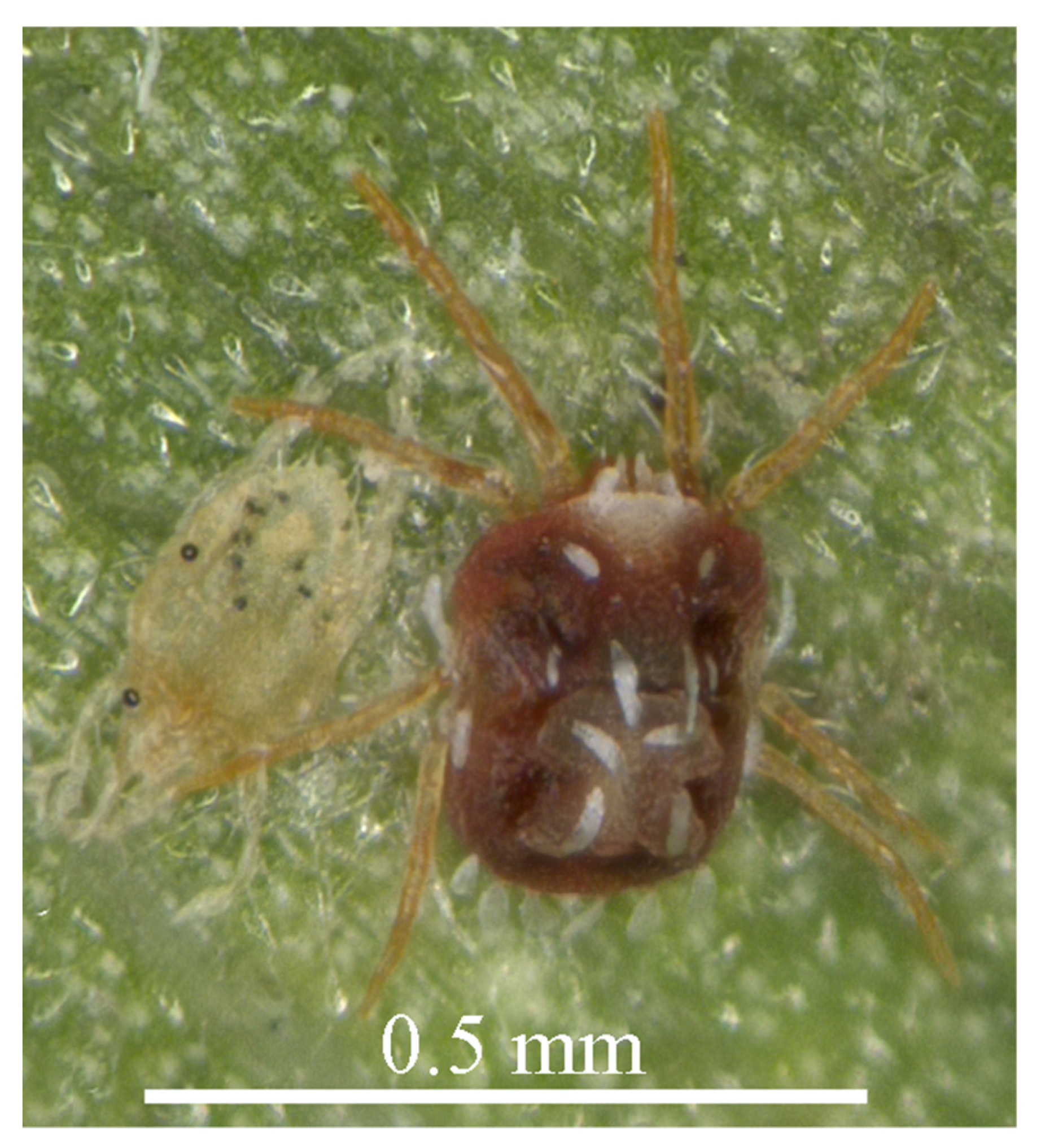 Insects 13 01176 g007