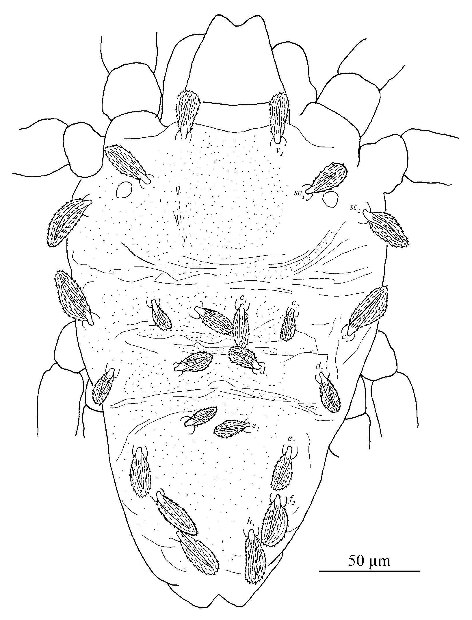 Insects 13 01176 g012