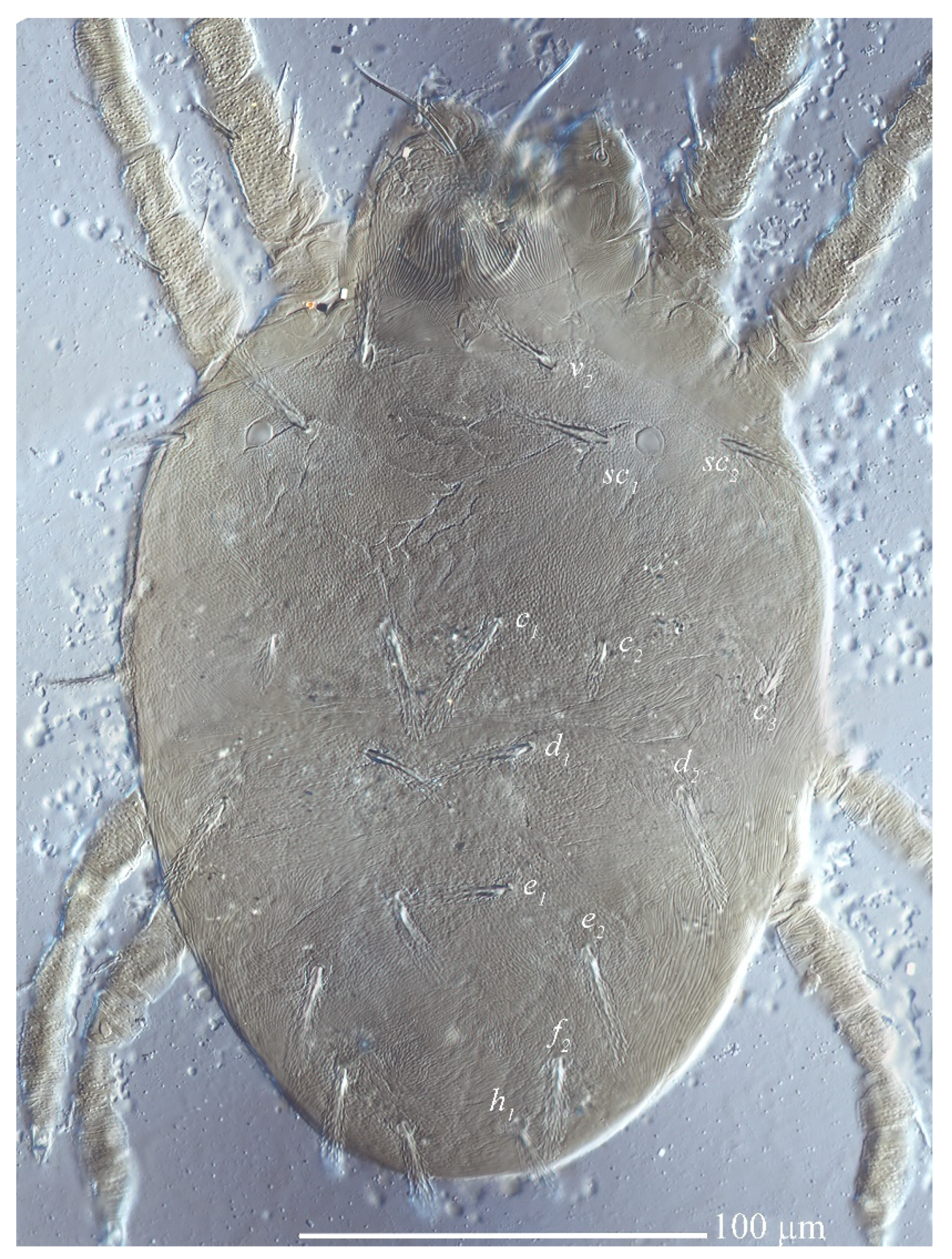 Insects 13 01176 g015