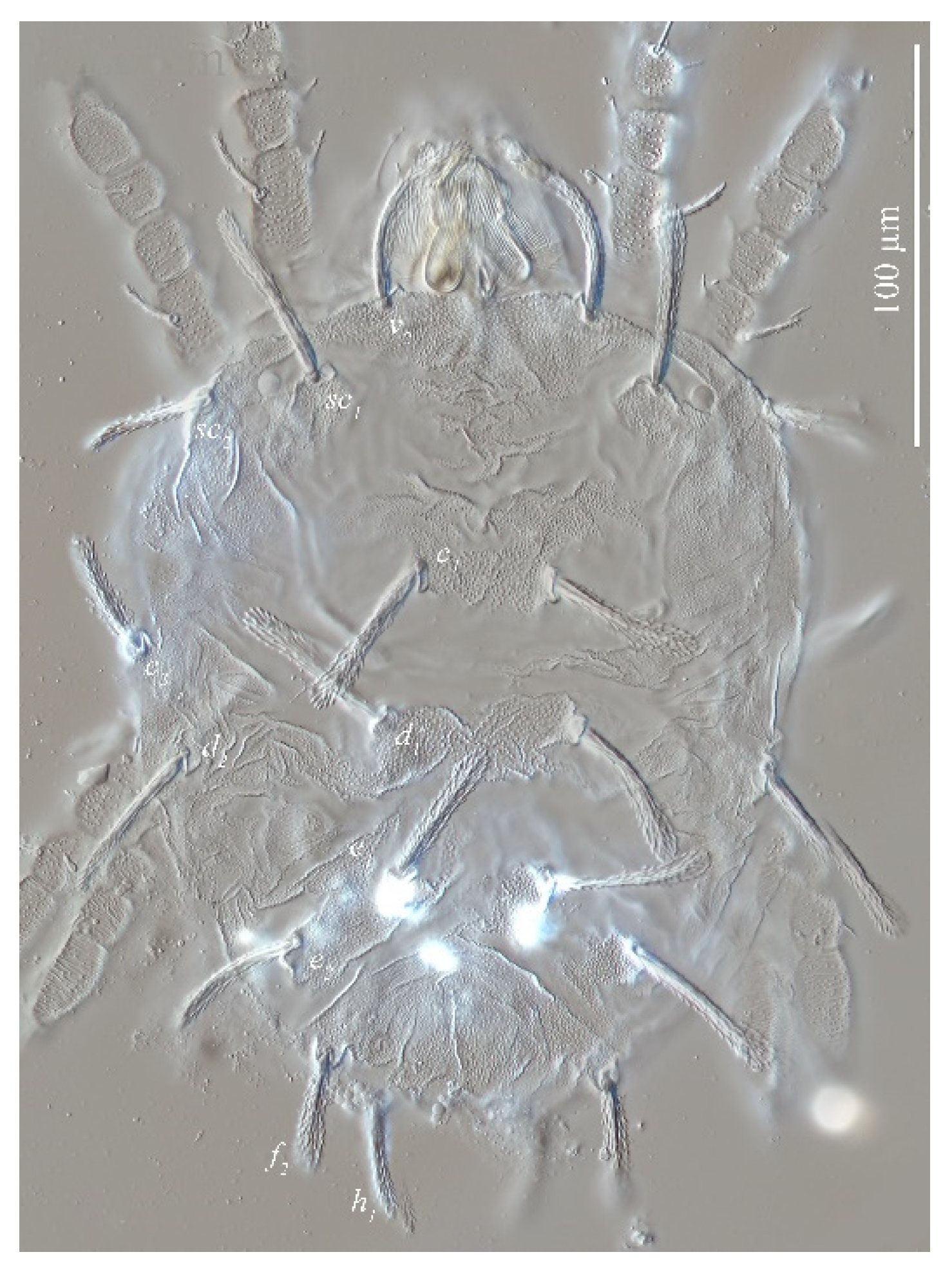 Insects 13 01176 g018