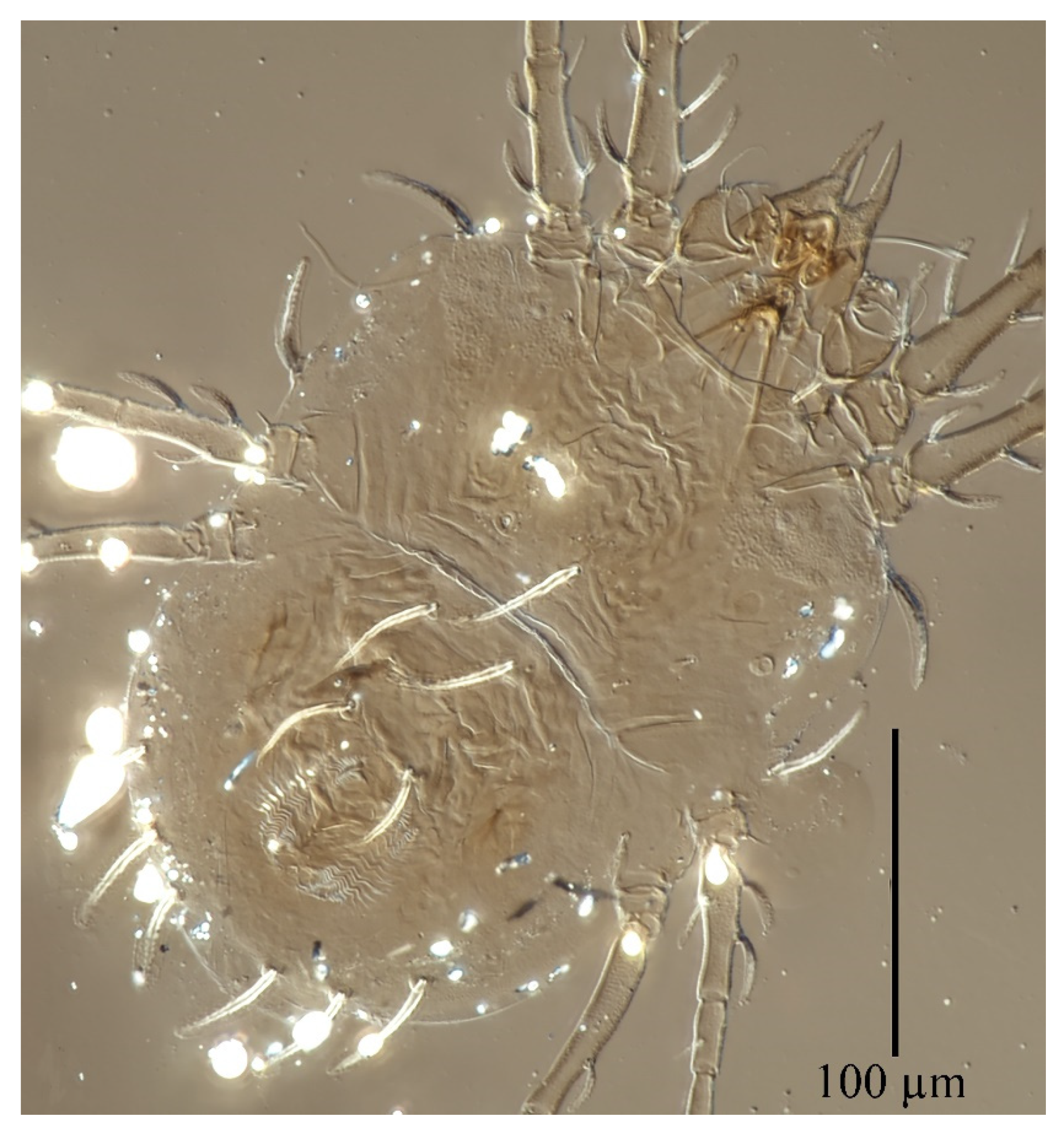 Insects 13 01176 g021