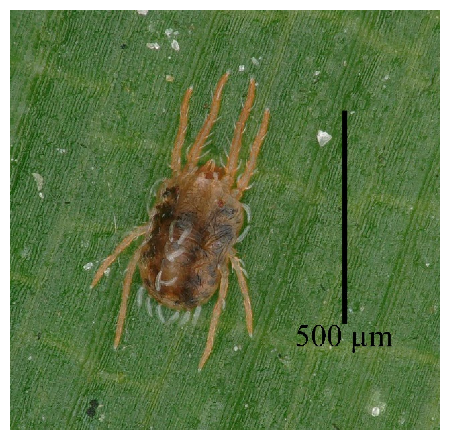 Insects 13 01176 g022