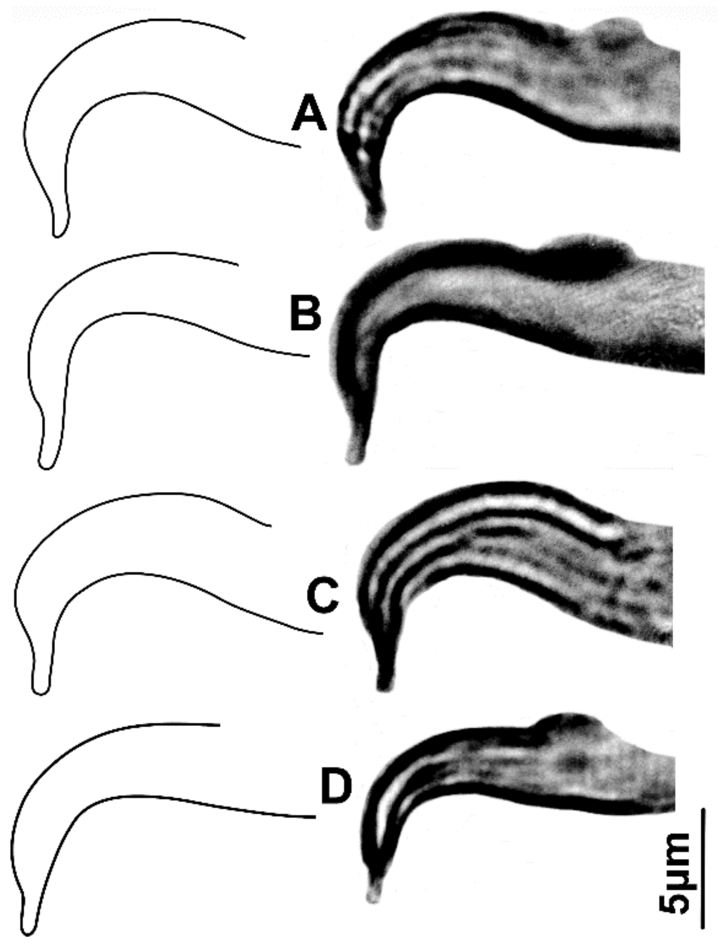 Insects 14 00003 g005