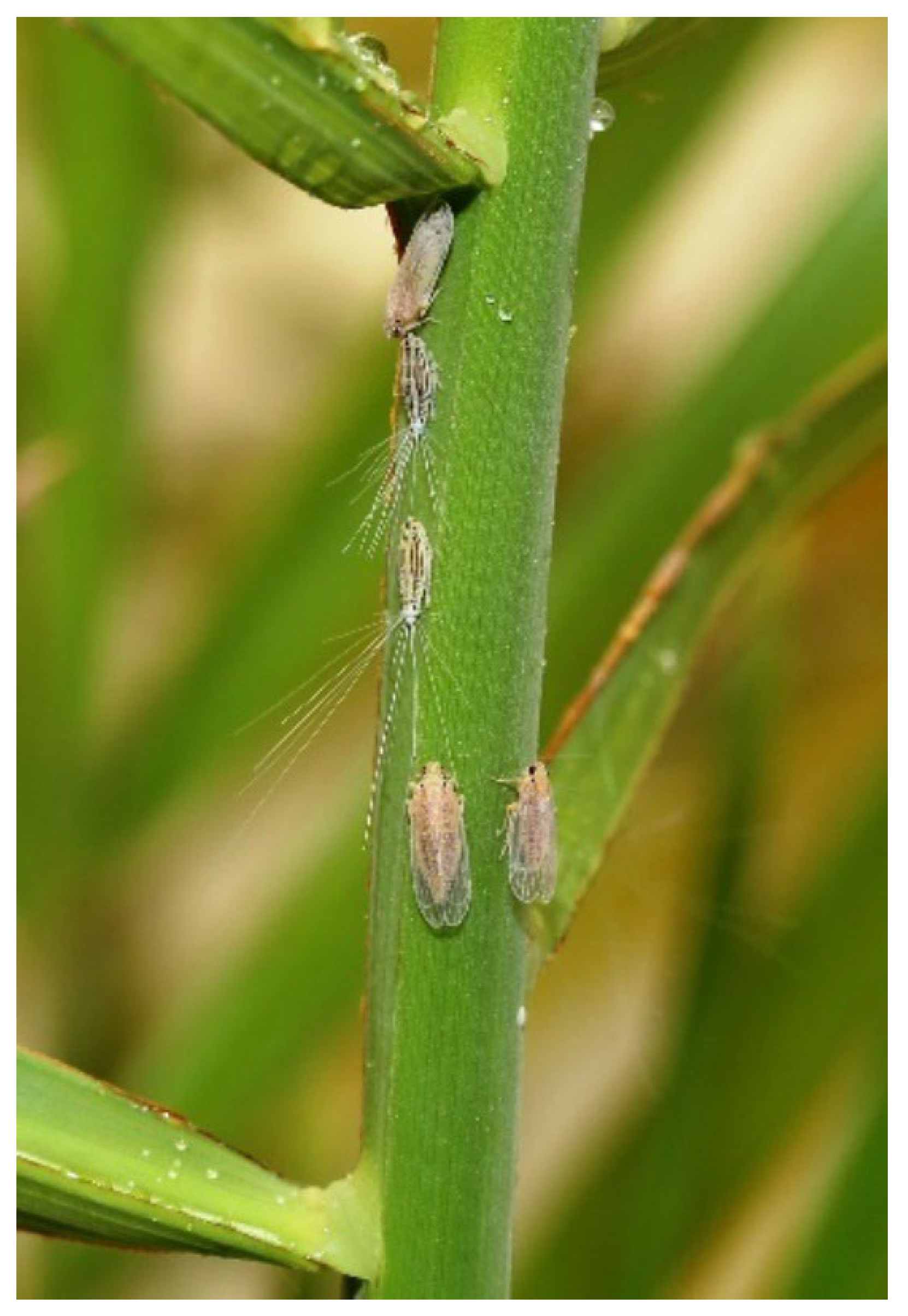 Insects 14 00012 g001