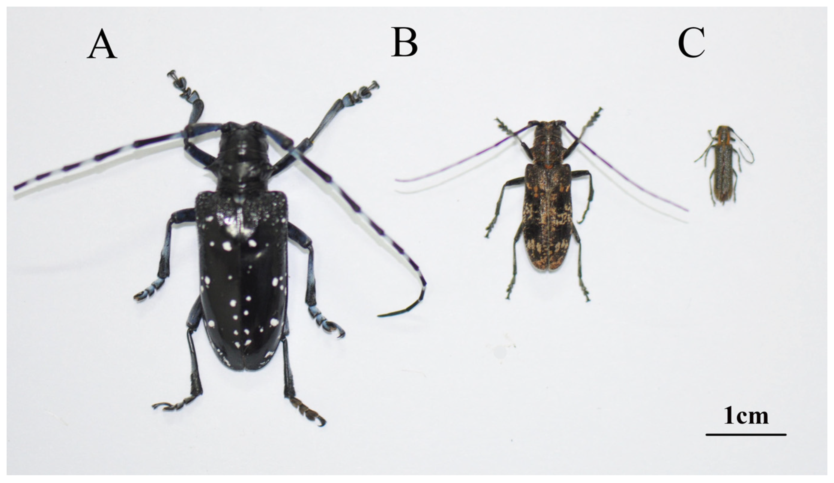 Insects 14 00029 g001 Insects 14 00029 g001