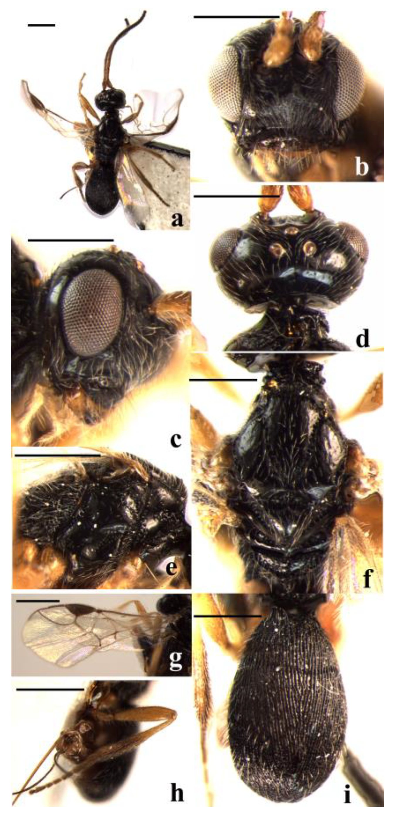 Insects 14 00036 g002