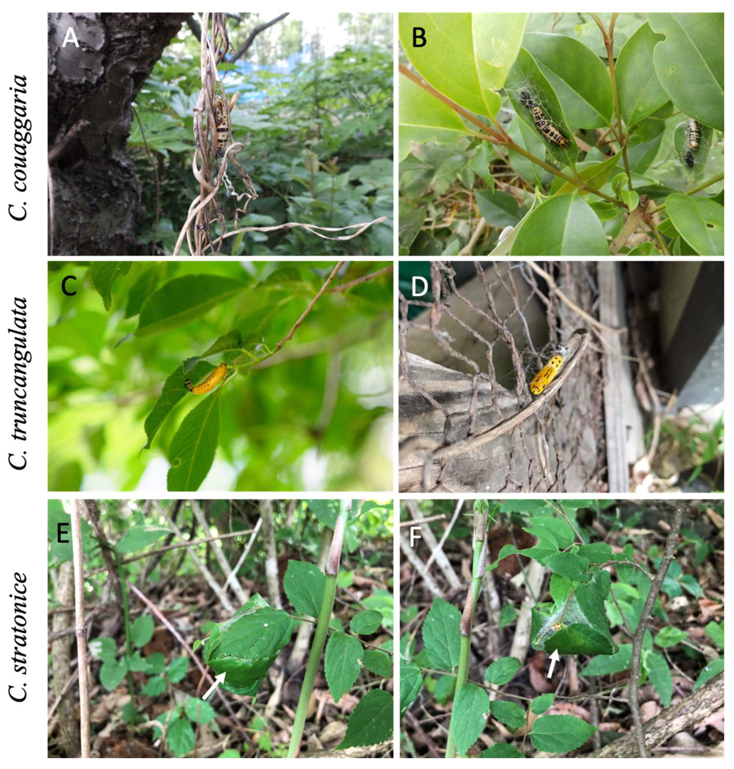 Insects 14 00038 g002