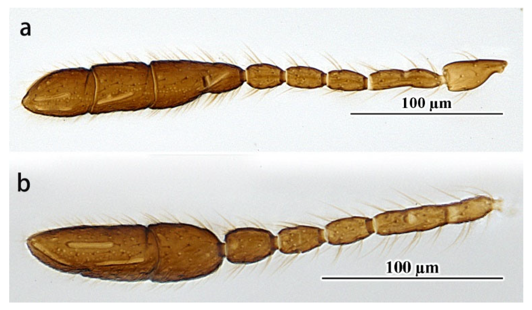 Insects 14 00039 g004