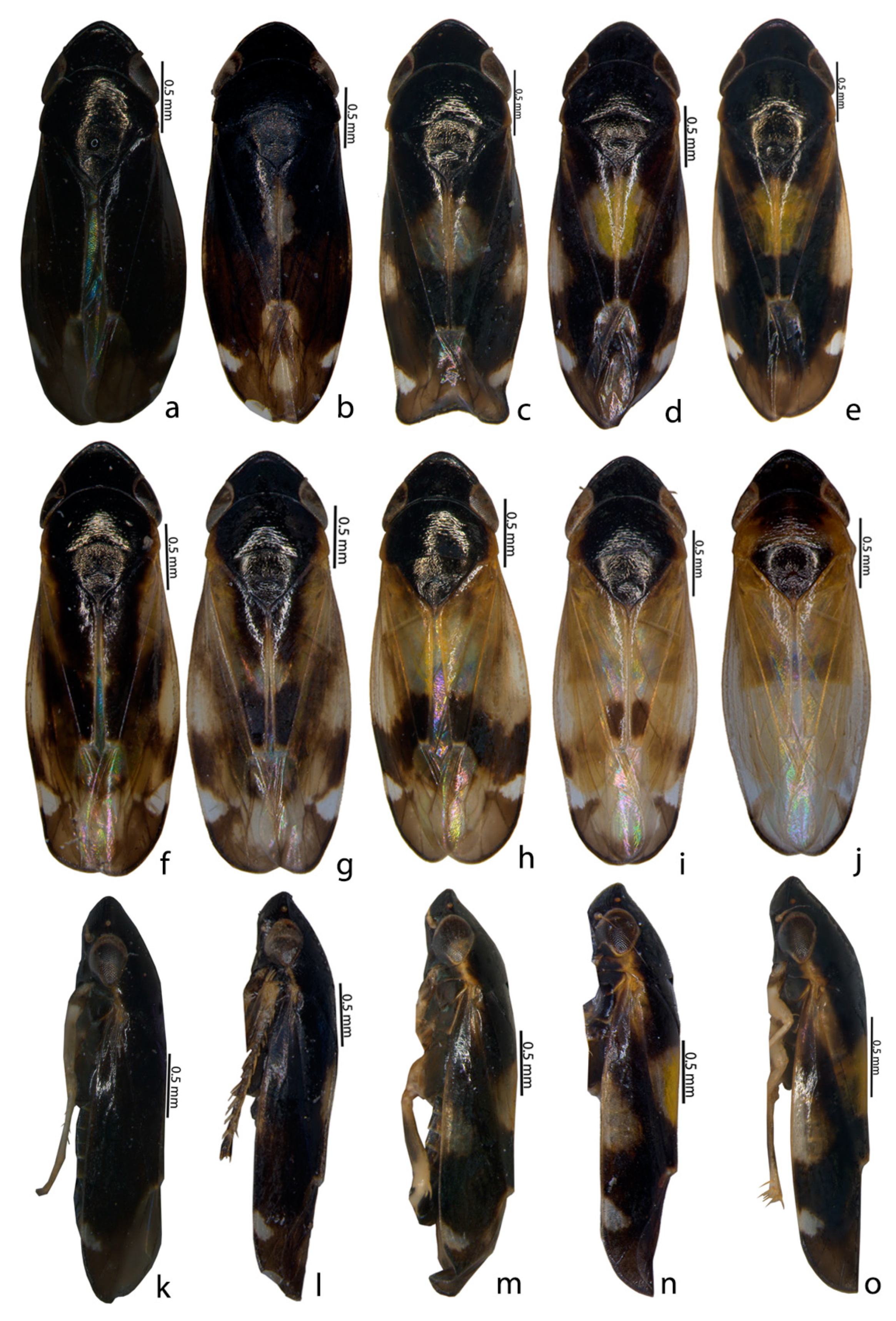 Insects 14 00044 g001