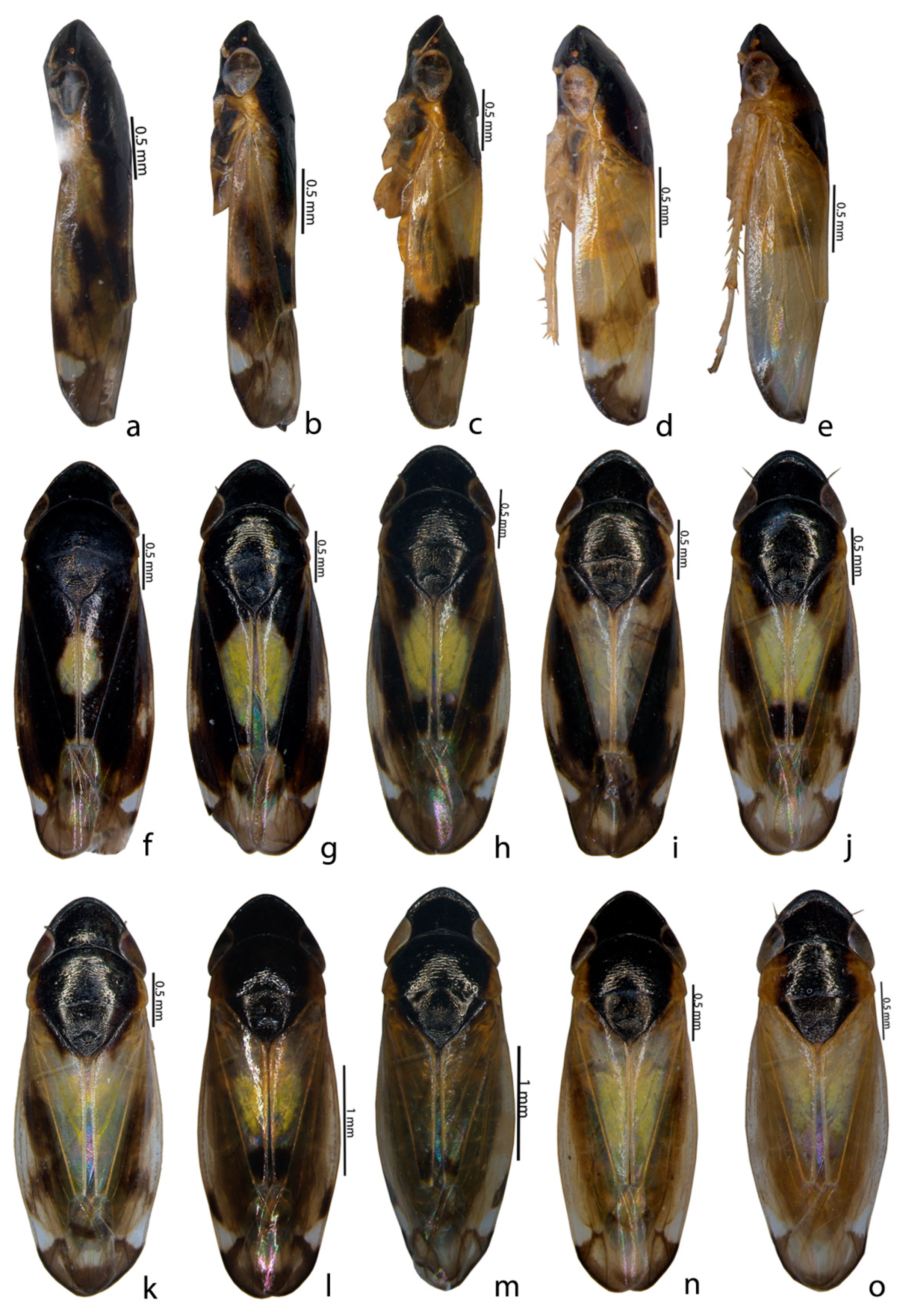 Insects 14 00044 g002