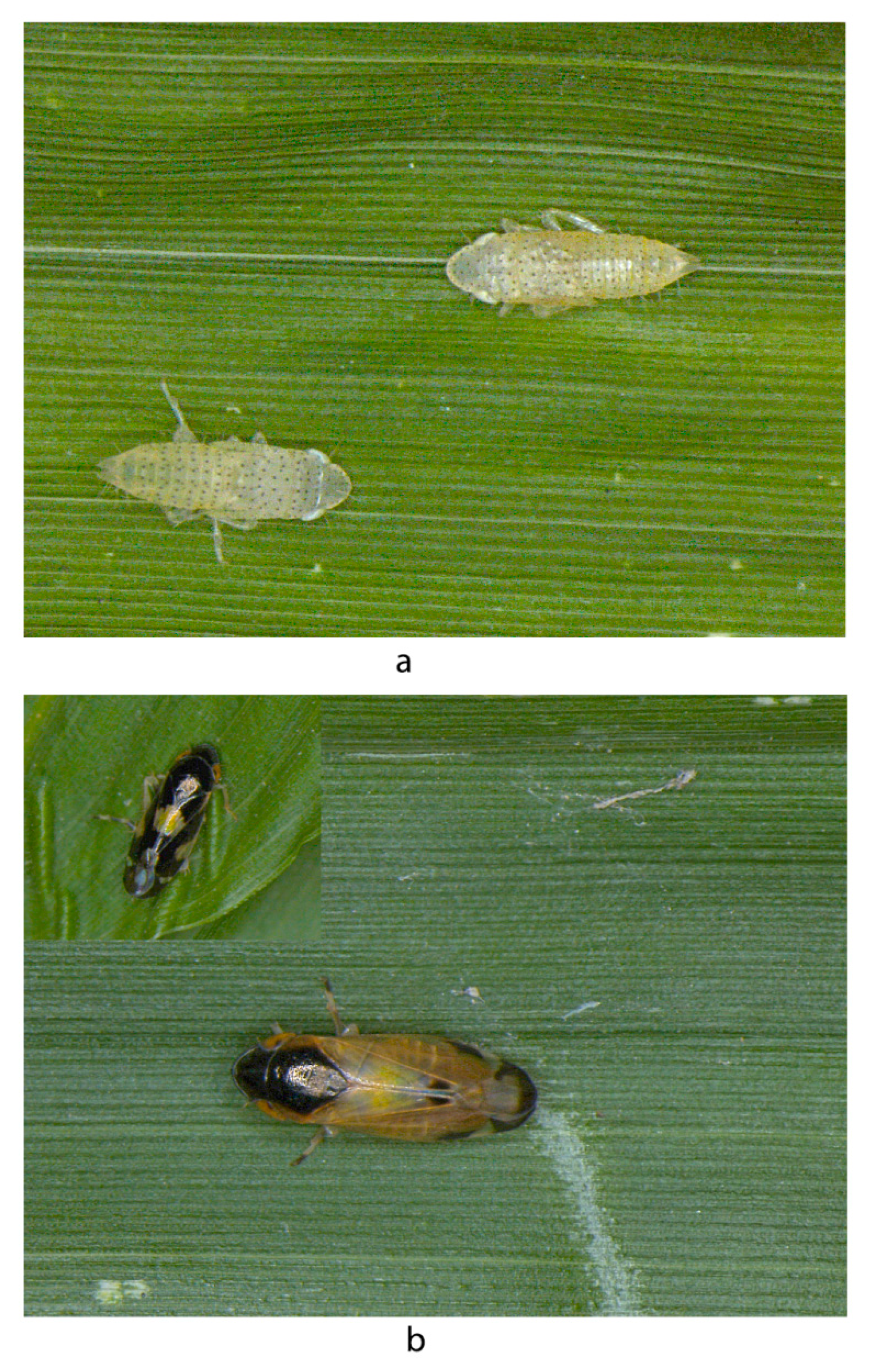 Insects 14 00044 g005