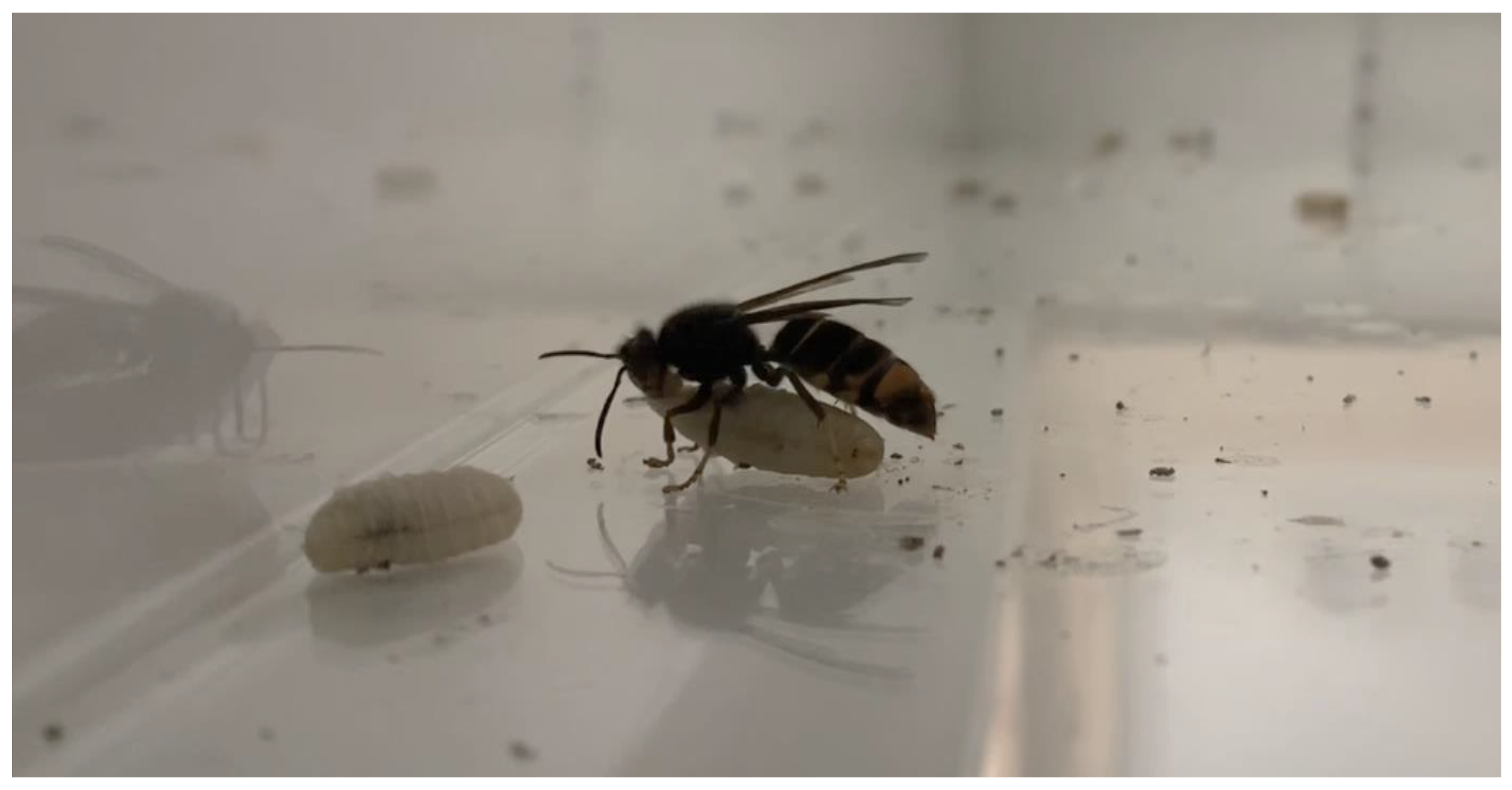 Insects 14 00059 g004