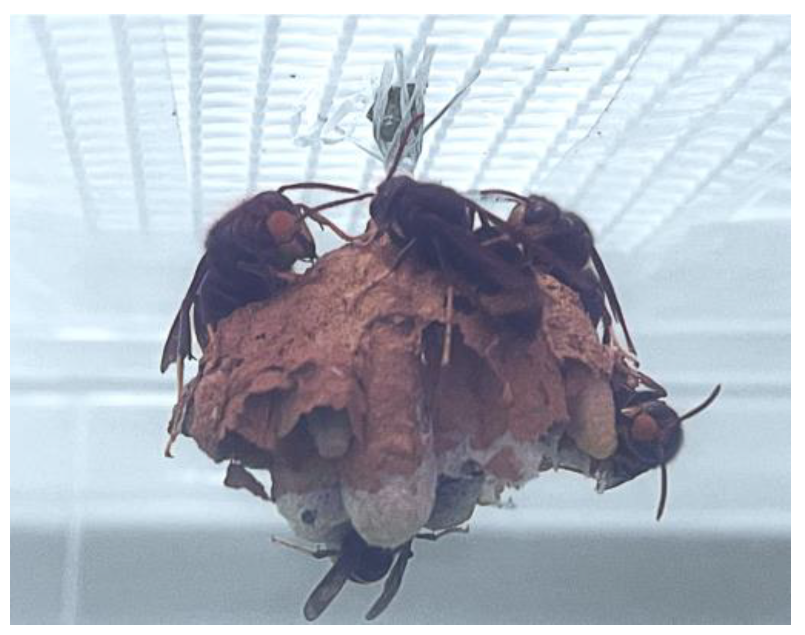 Insects 14 00059 g006