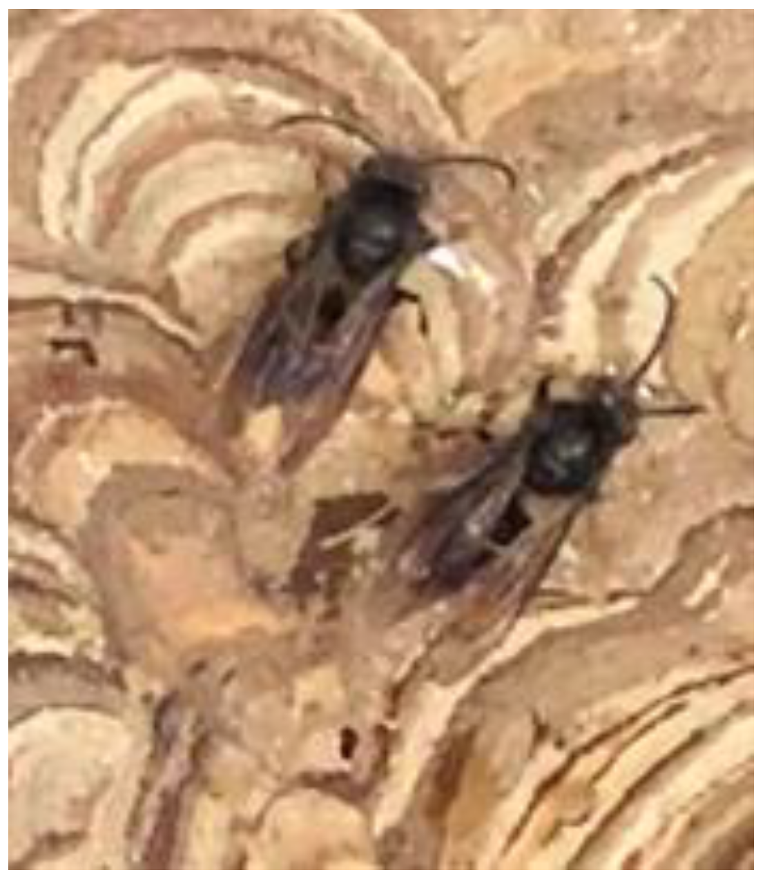 Insects 14 00059 g011