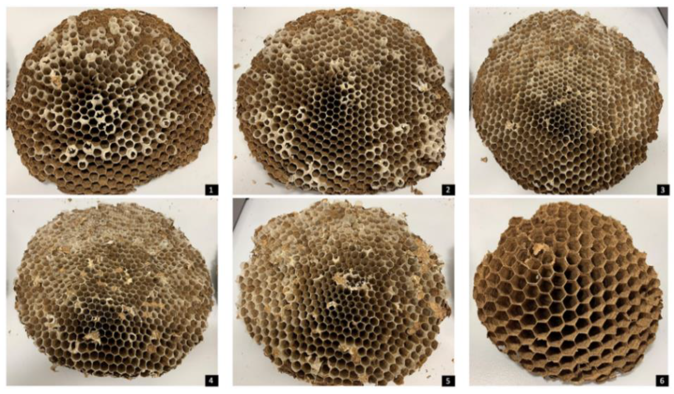 Insects 14 00059 g012