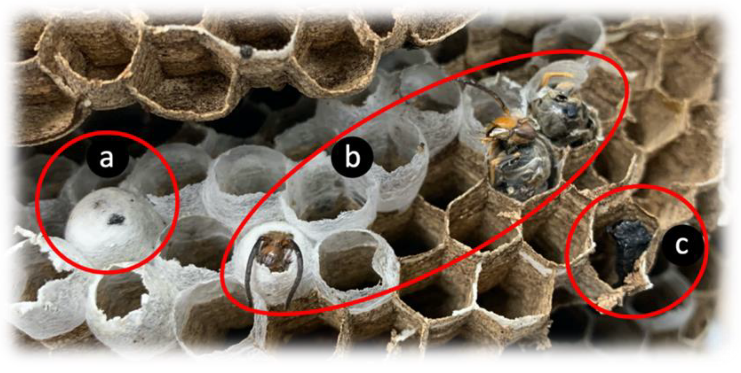 Insects 14 00059 g013