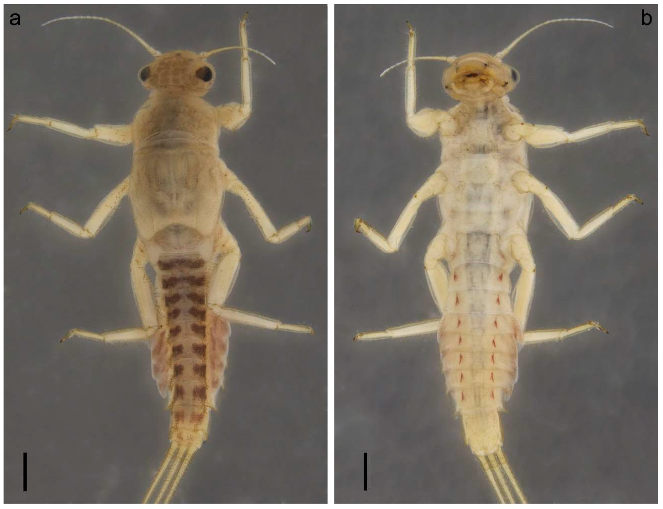 Insects 14 00087 g001