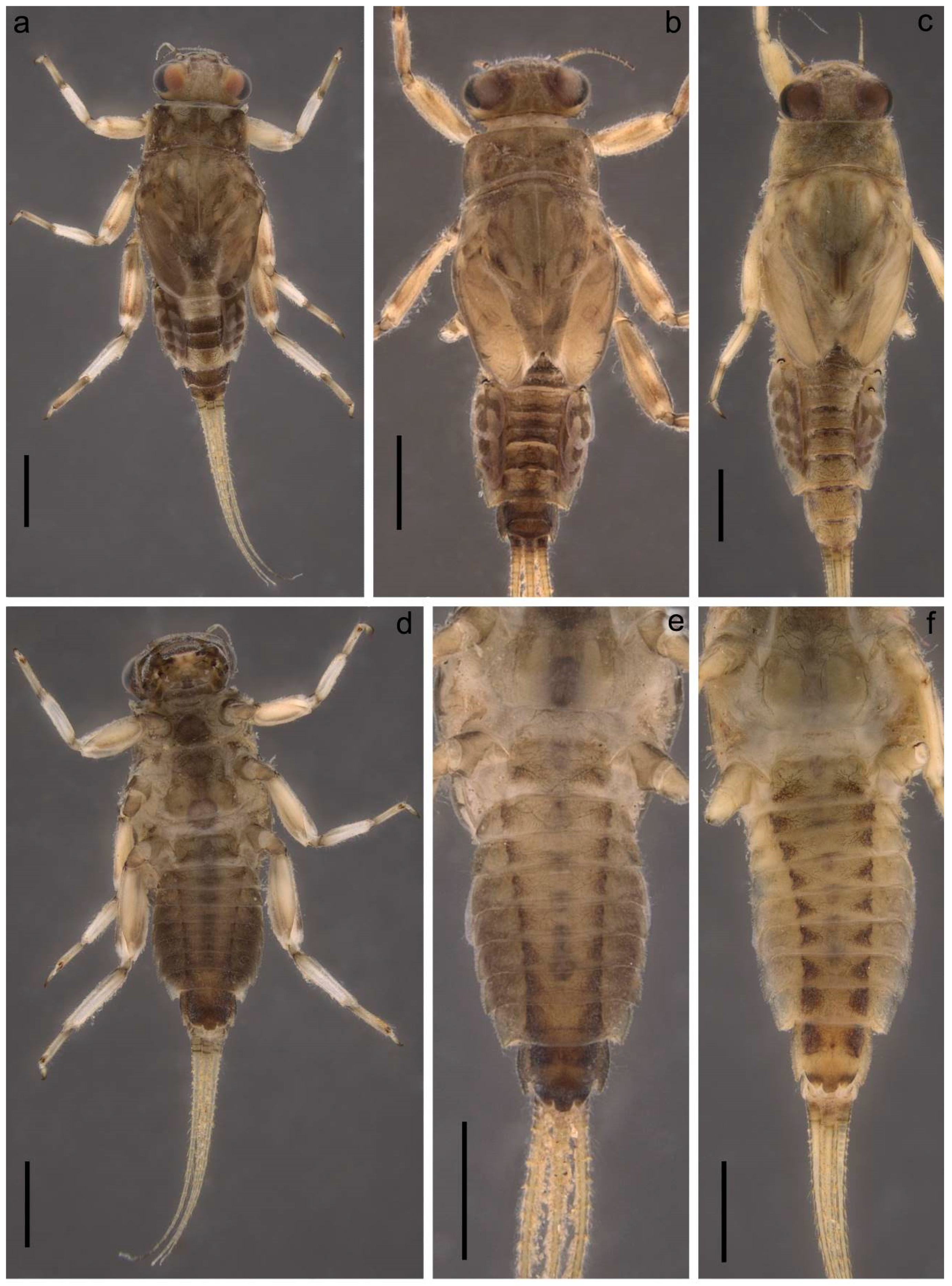 Insects 14 00087 g006