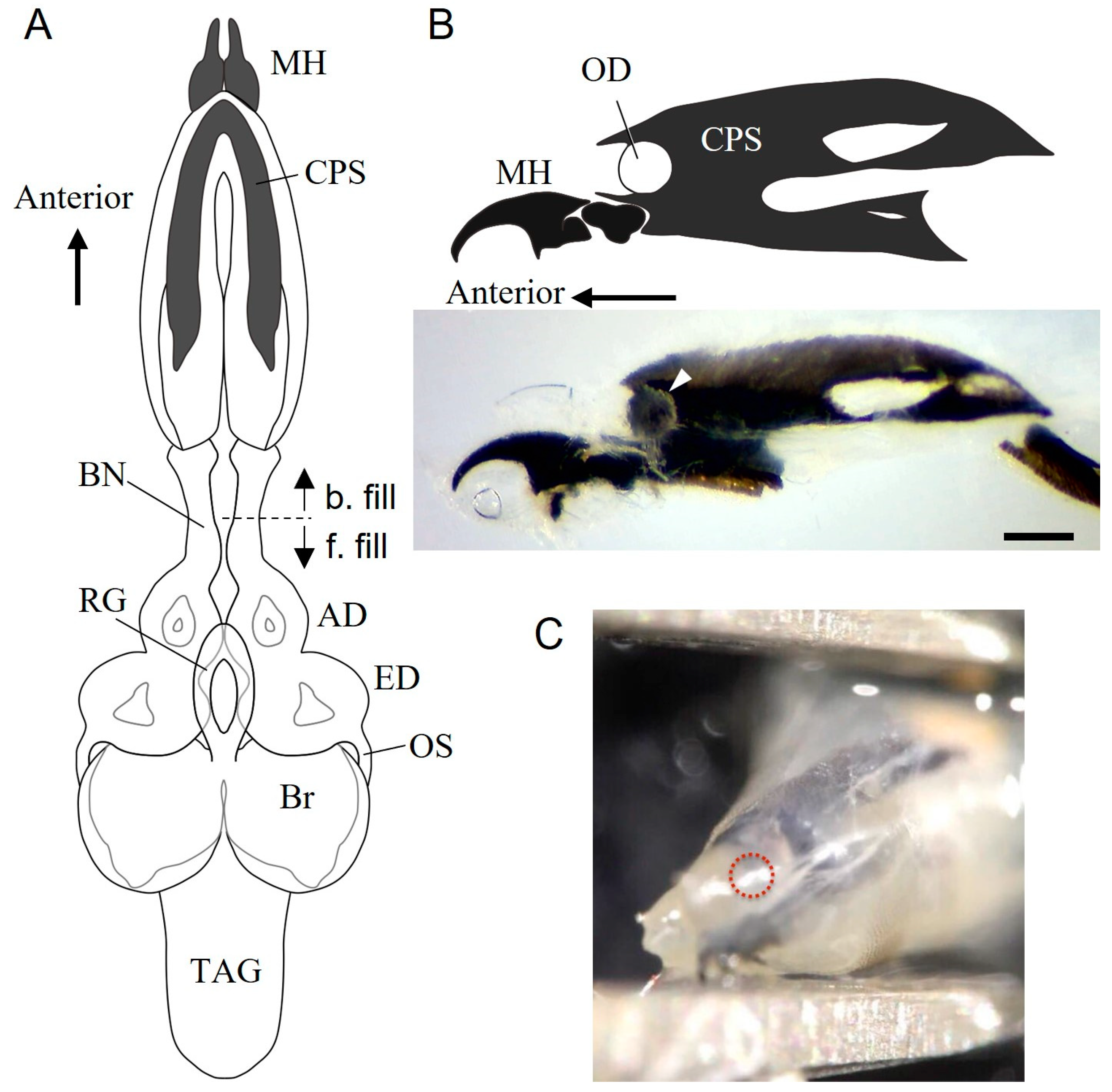 Insects 14 00115 g001