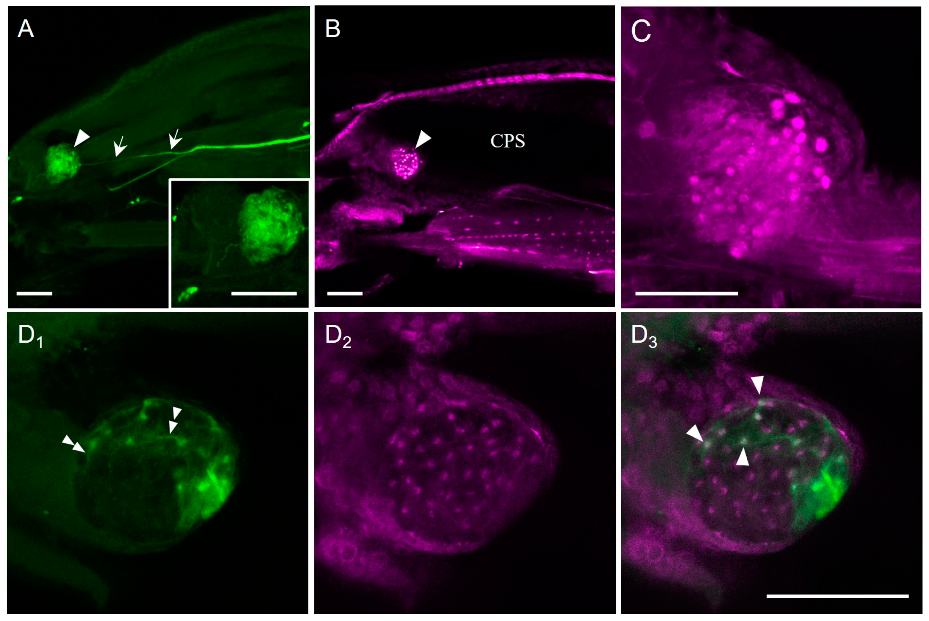 Insects 14 00115 g002