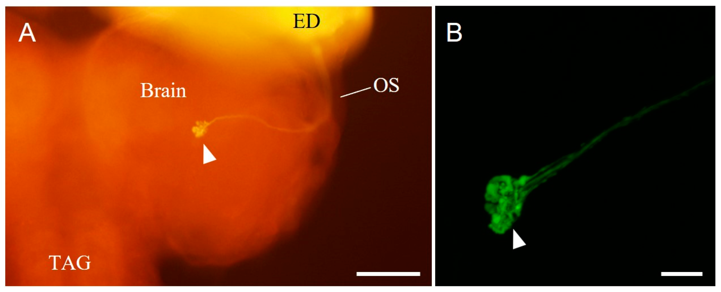 Insects 14 00115 g003