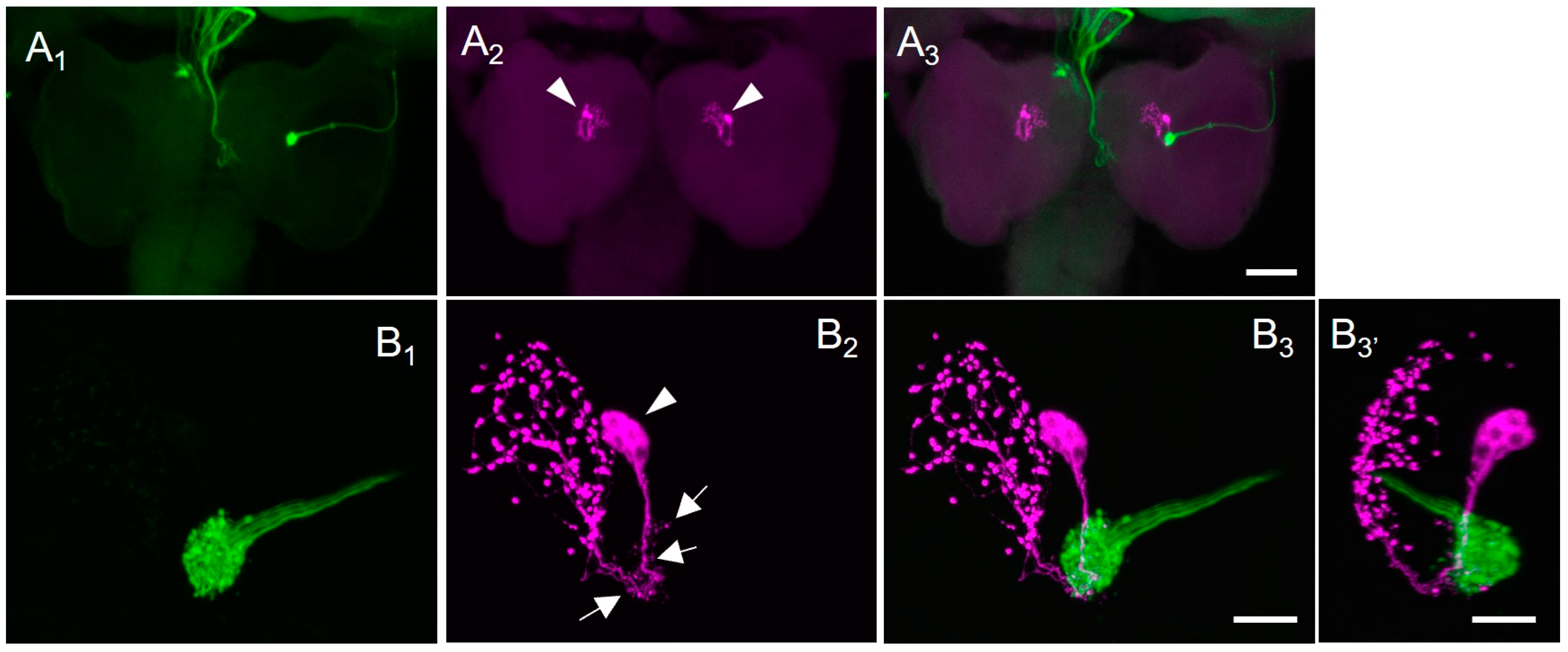 Insects 14 00115 g004