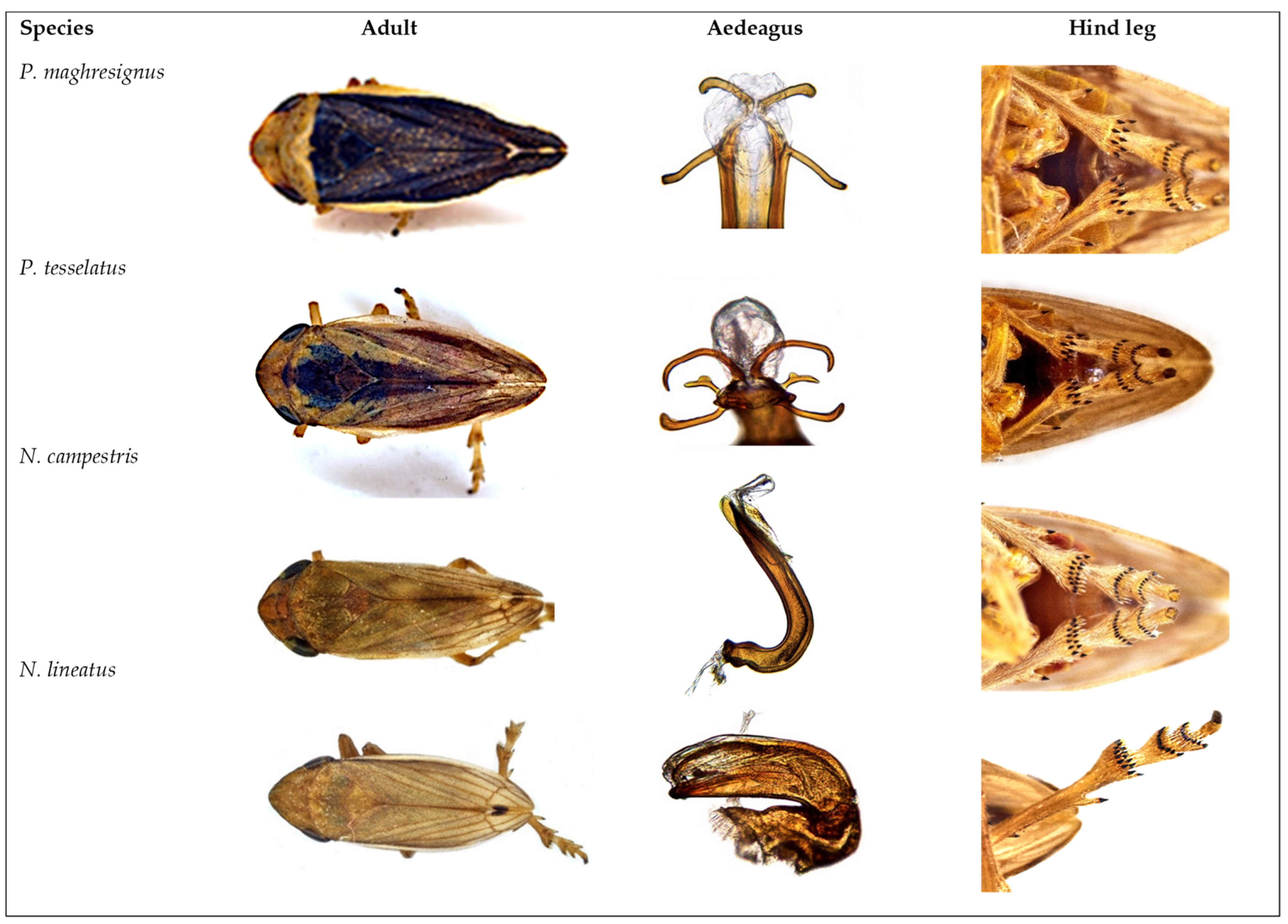 Insects 14 00119 g002 Insects 14 00119 g002