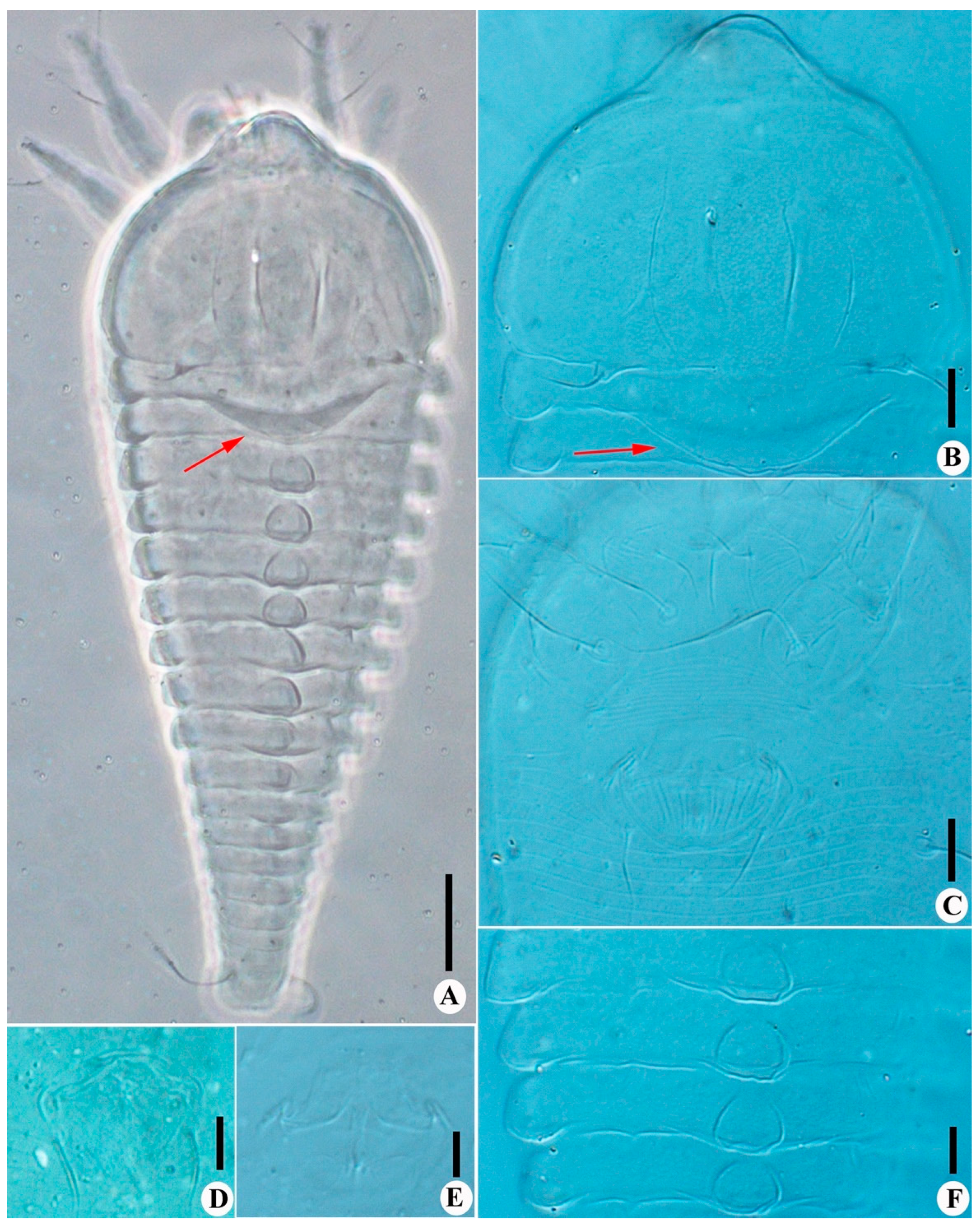 Insects 14 00159 g006 Insects 14 00159 g006