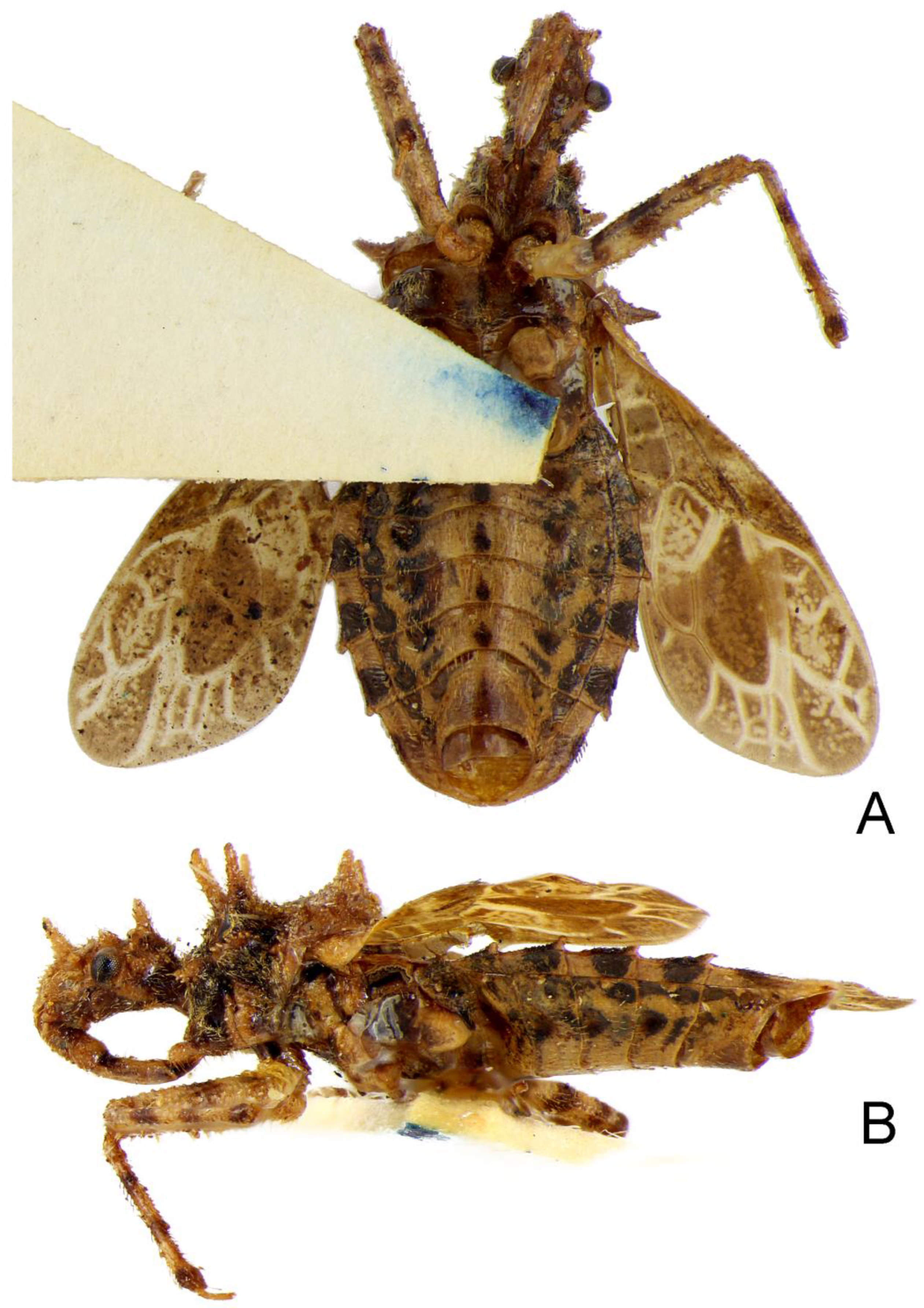 Insects 14 00165 g011