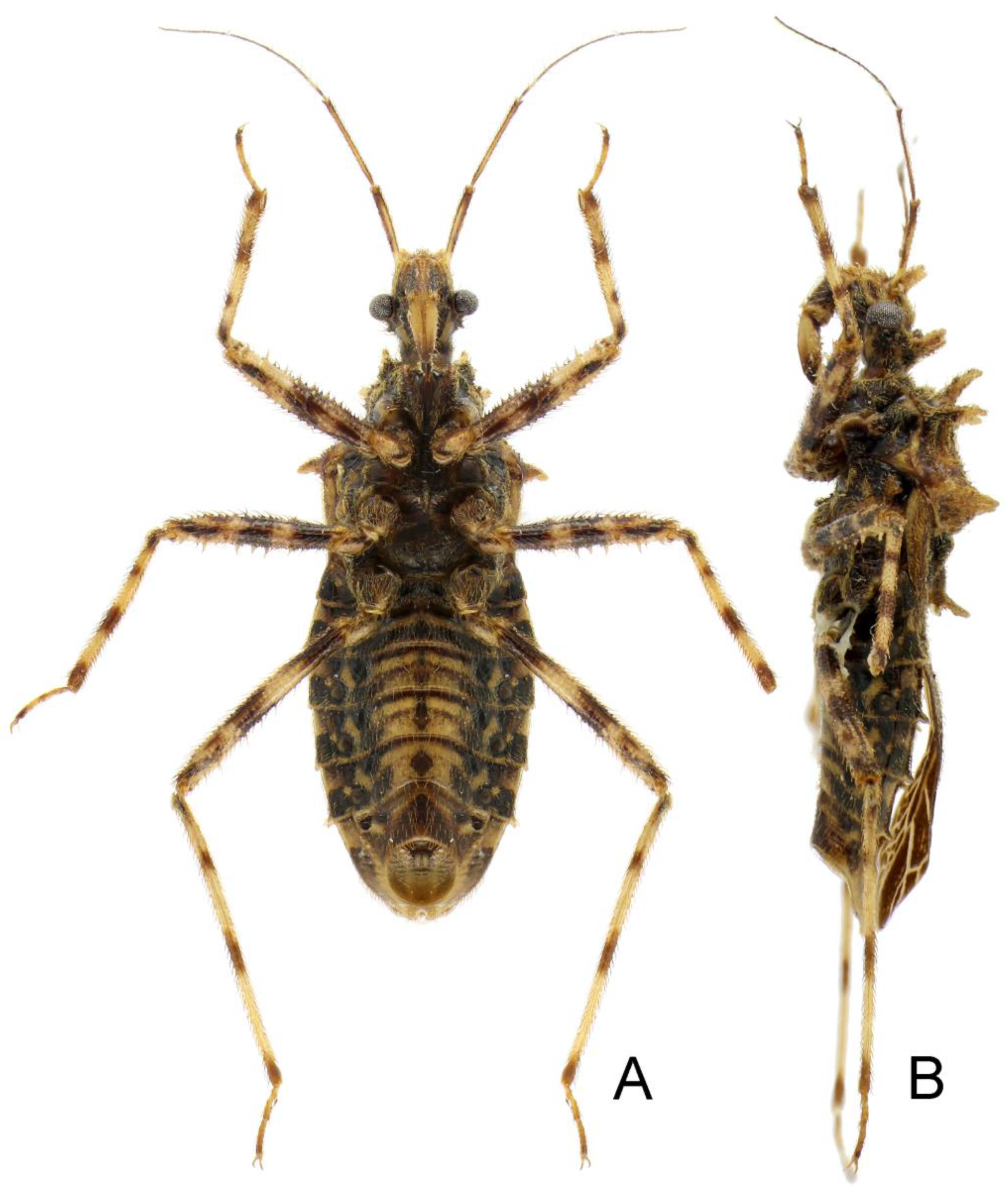 Insects 14 00165 g013