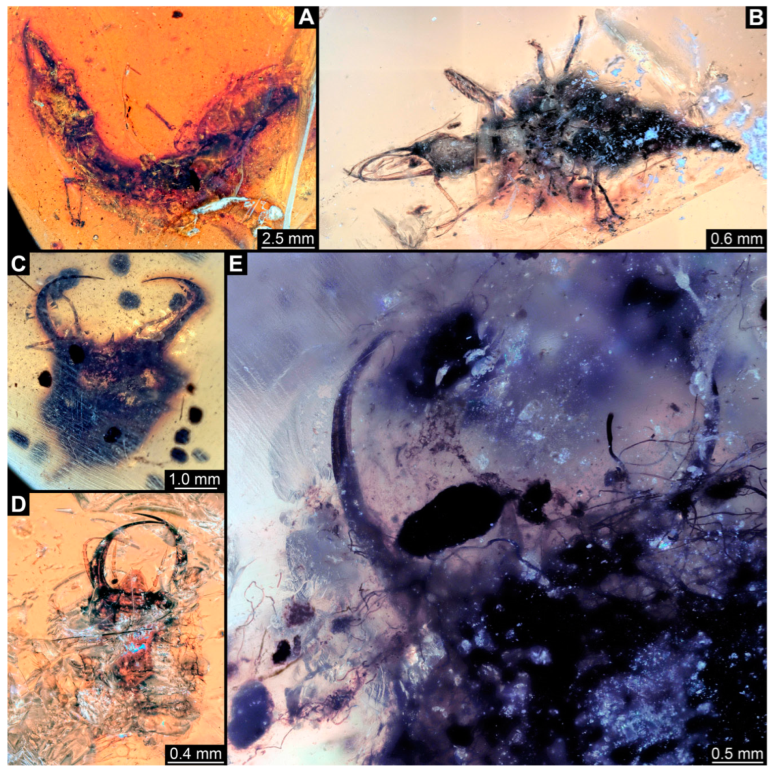Insects 14 00170 g001 Insects 14 00170 g001
