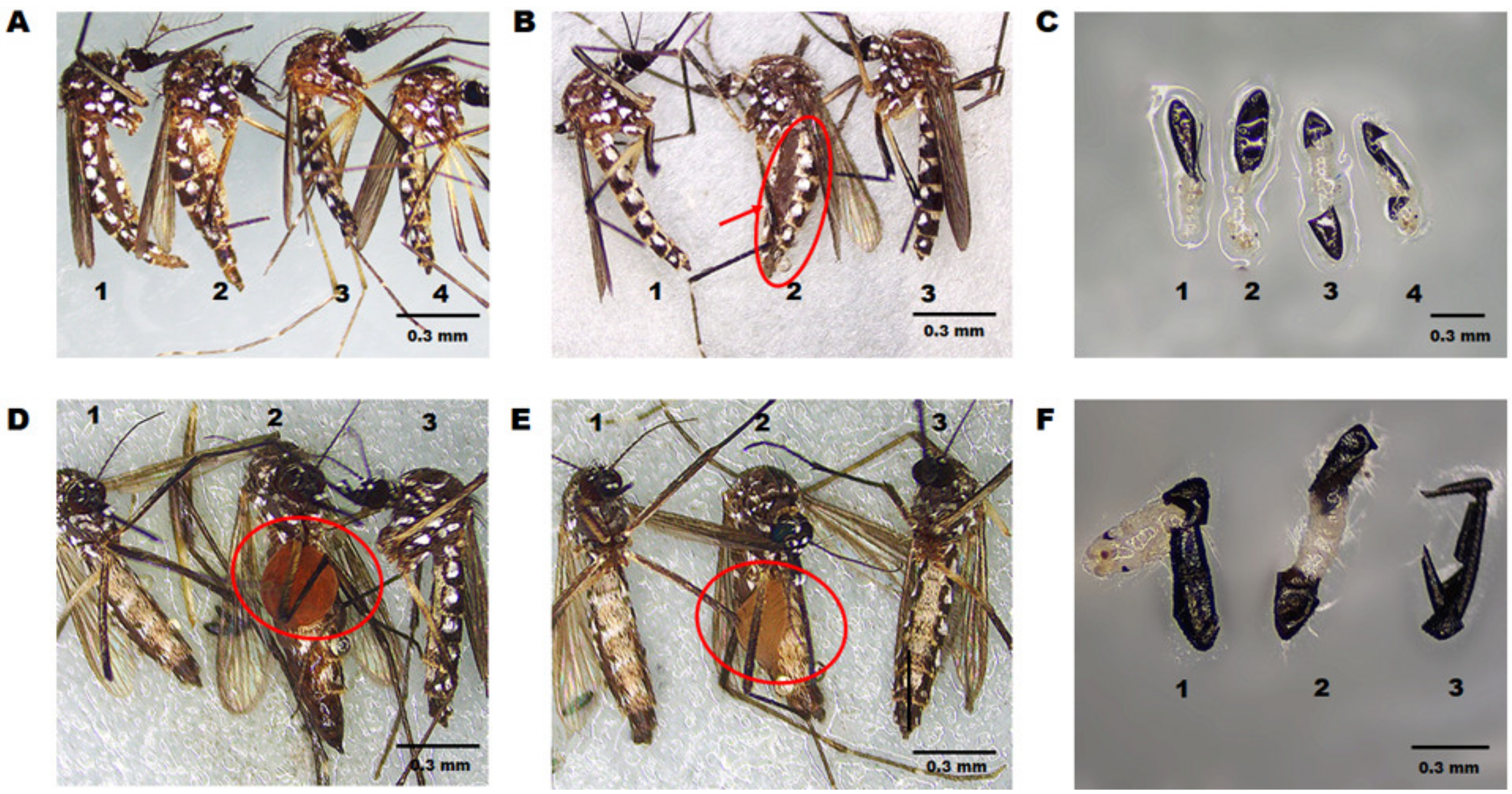 Insects 14 00189 g006