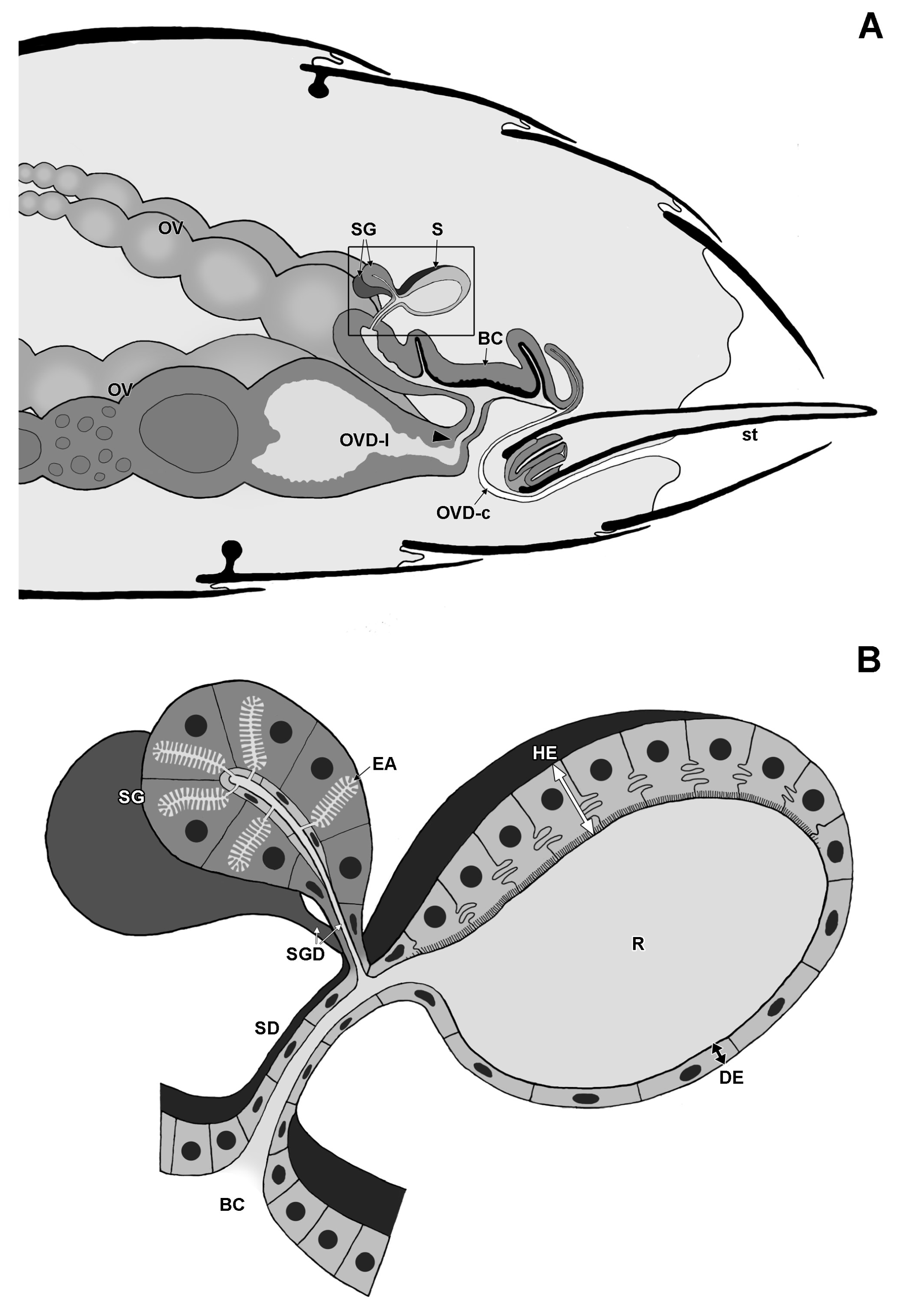 Insects 14 00195 g001