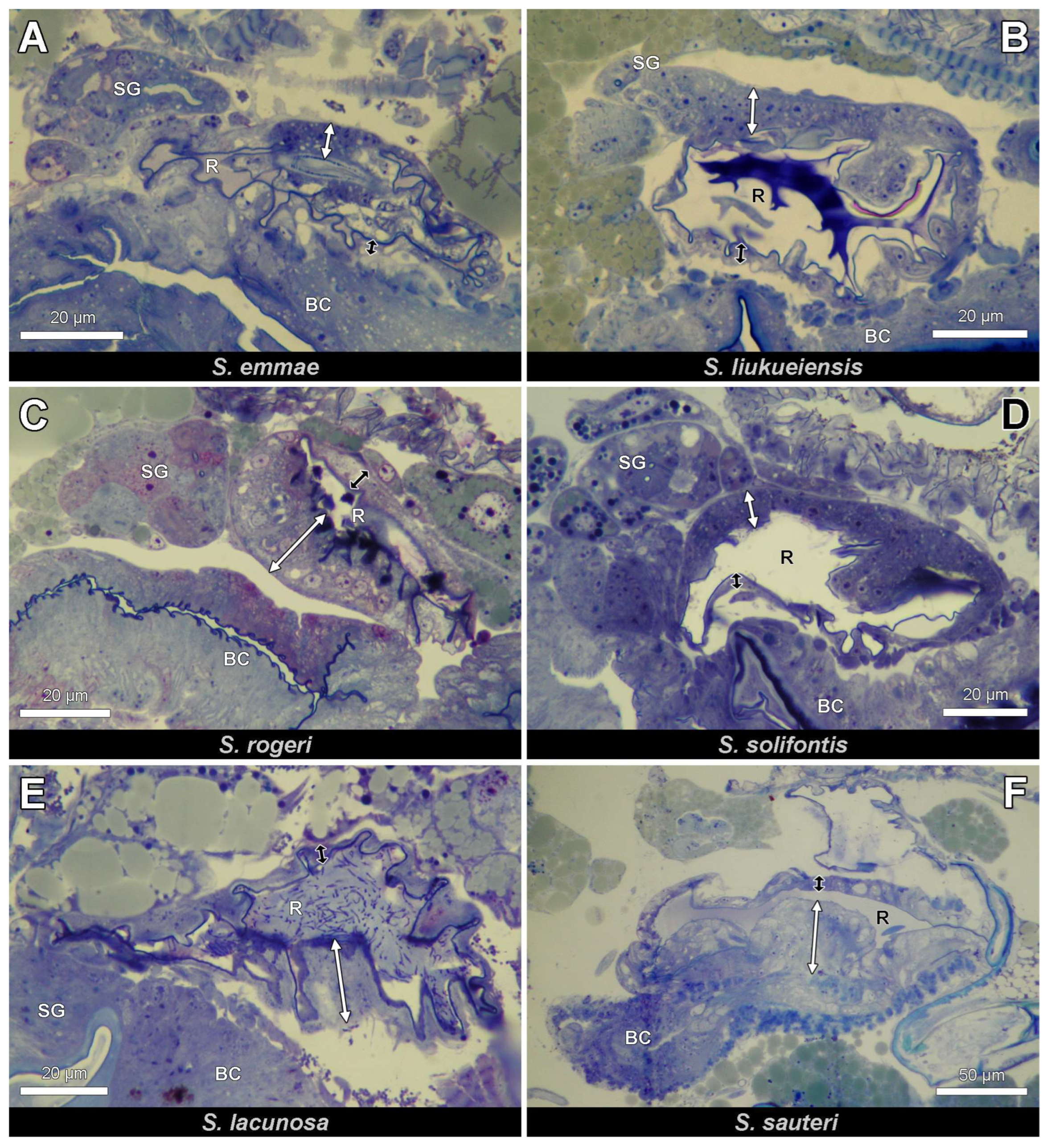 Insects 14 00195 g003