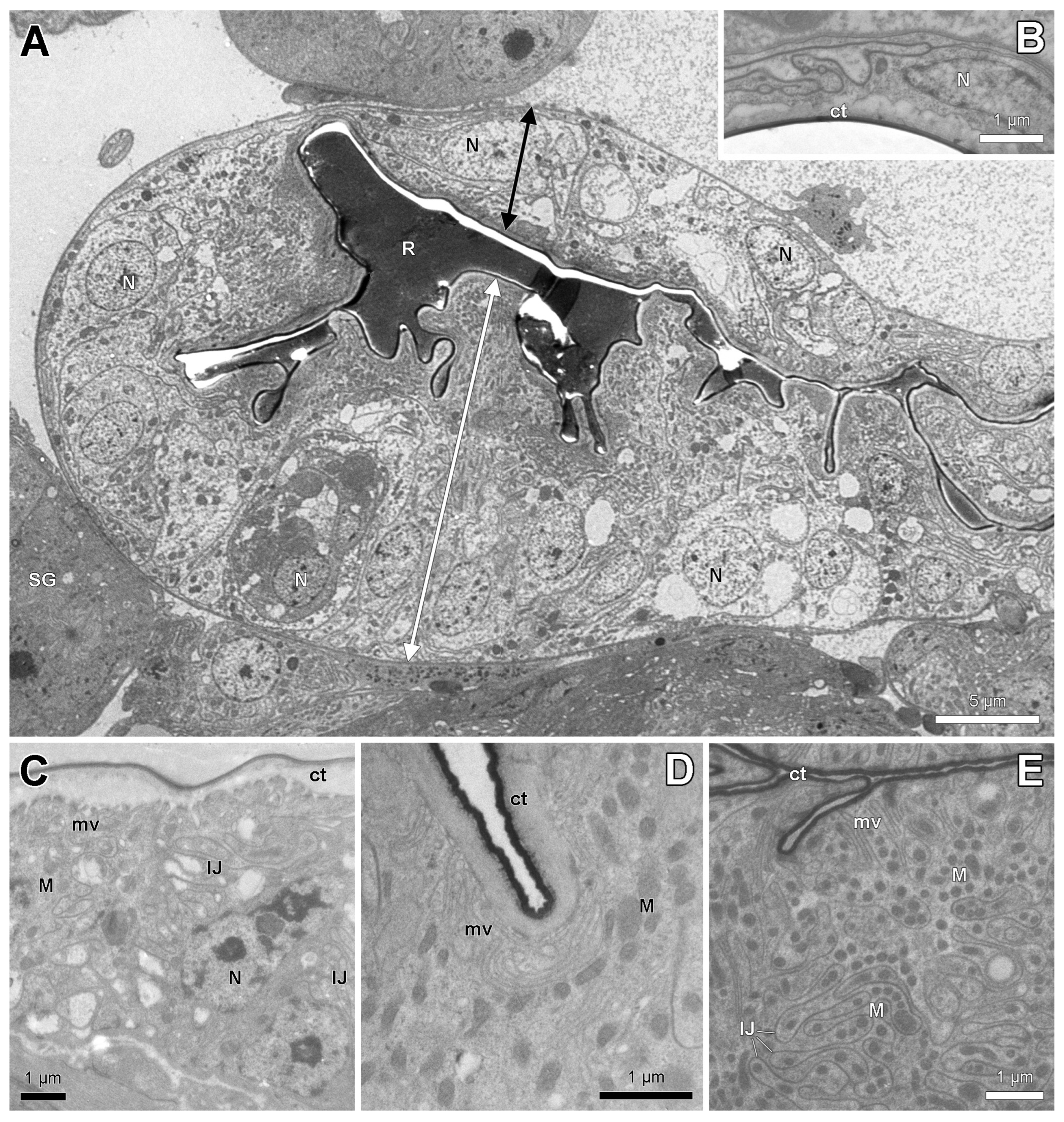 Insects 14 00195 g004