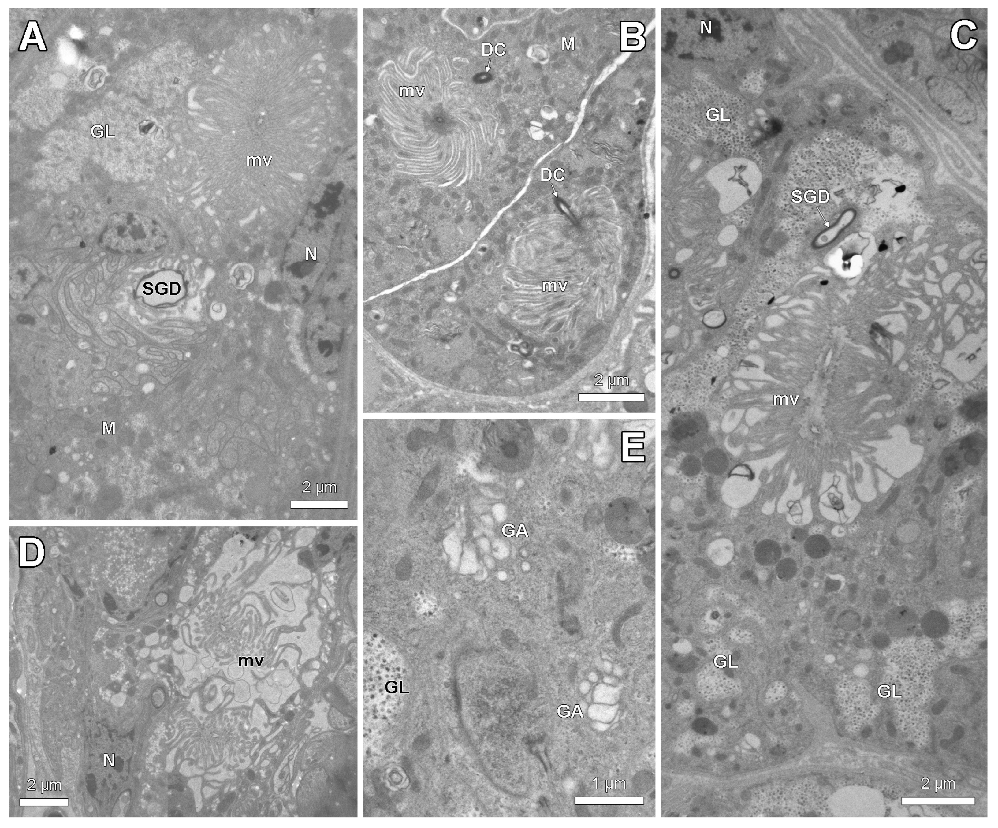 Insects 14 00195 g005