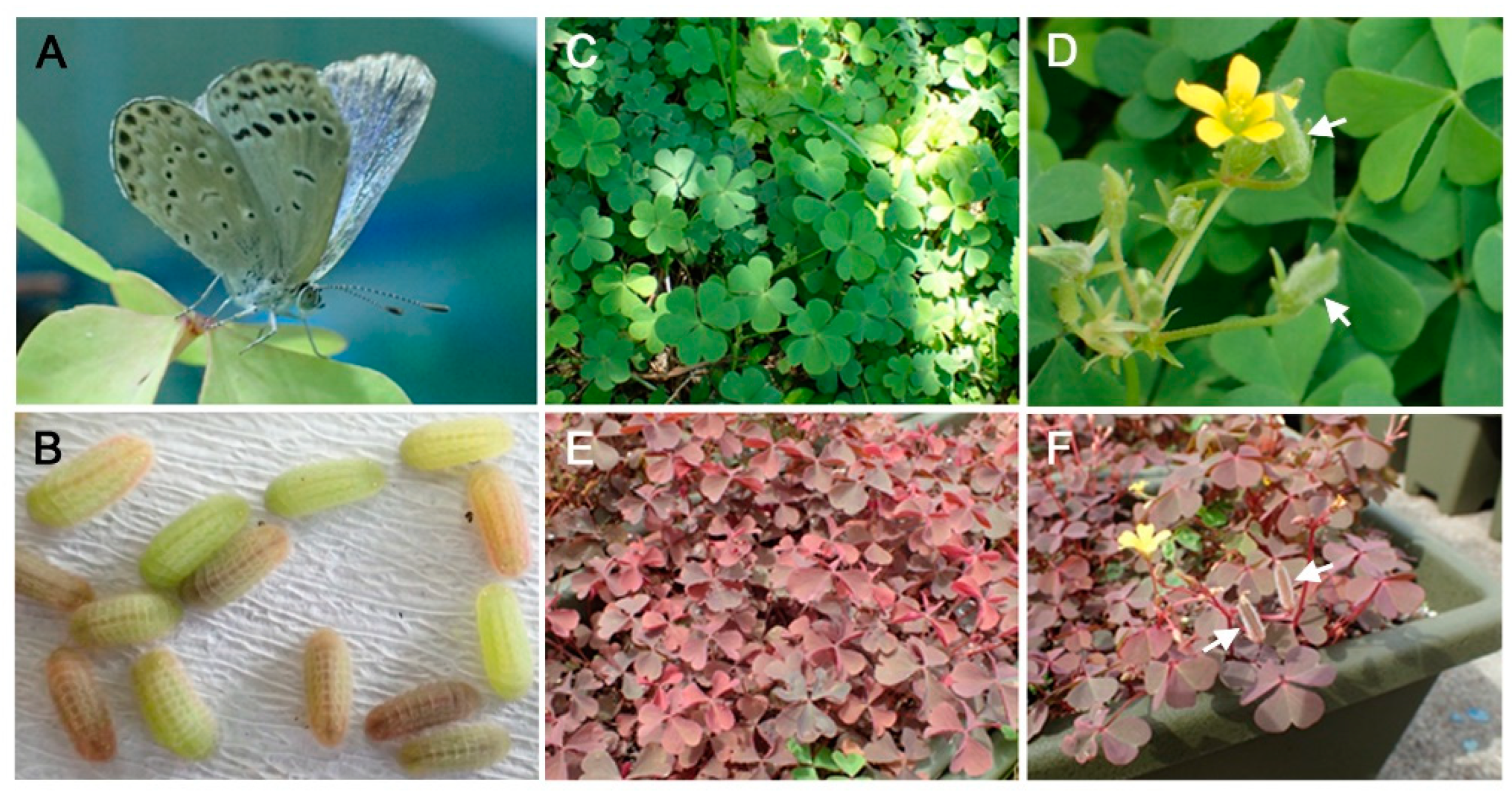 Insects 14 00202 g001