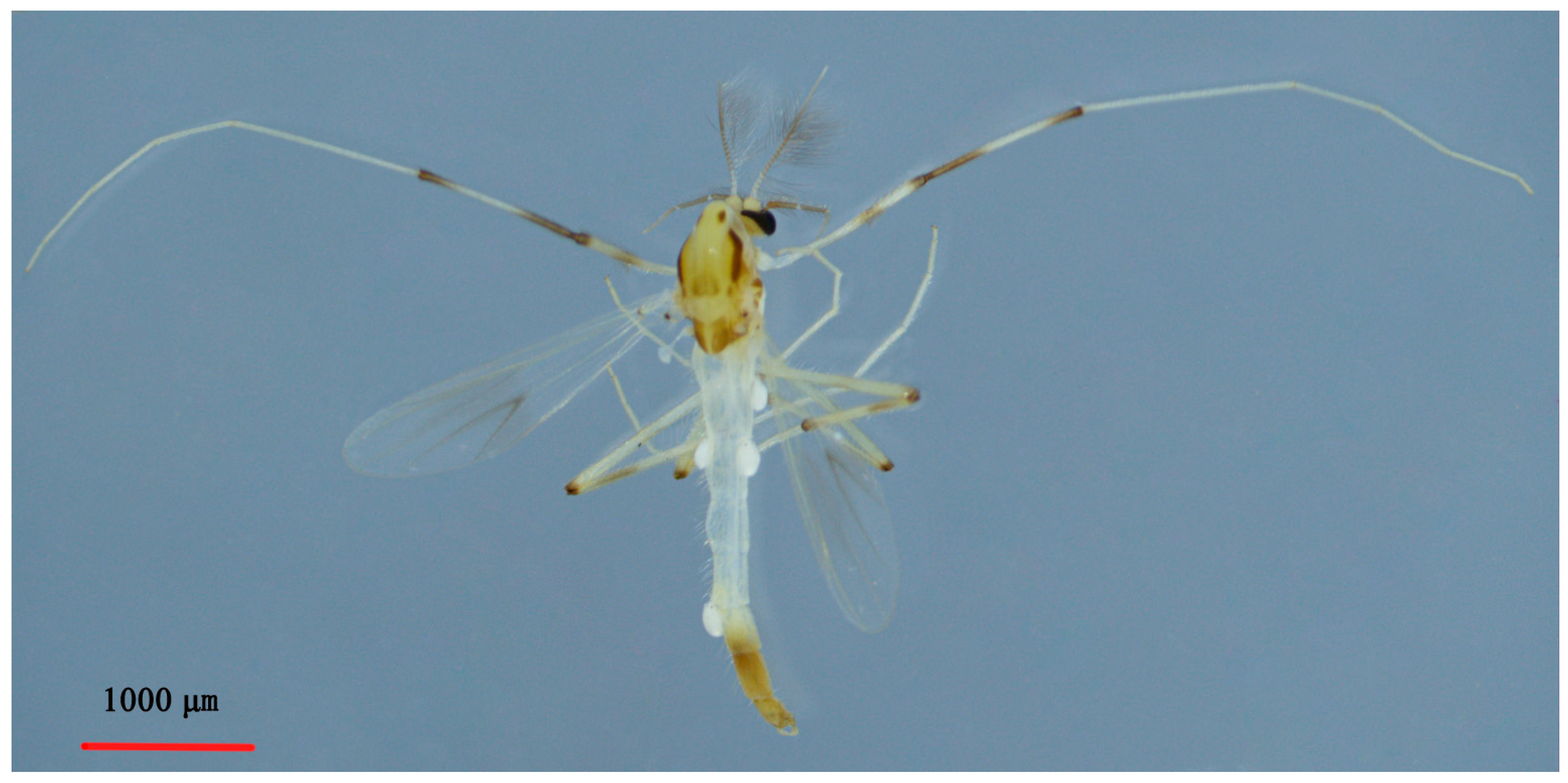 Insects 14 00227 g006