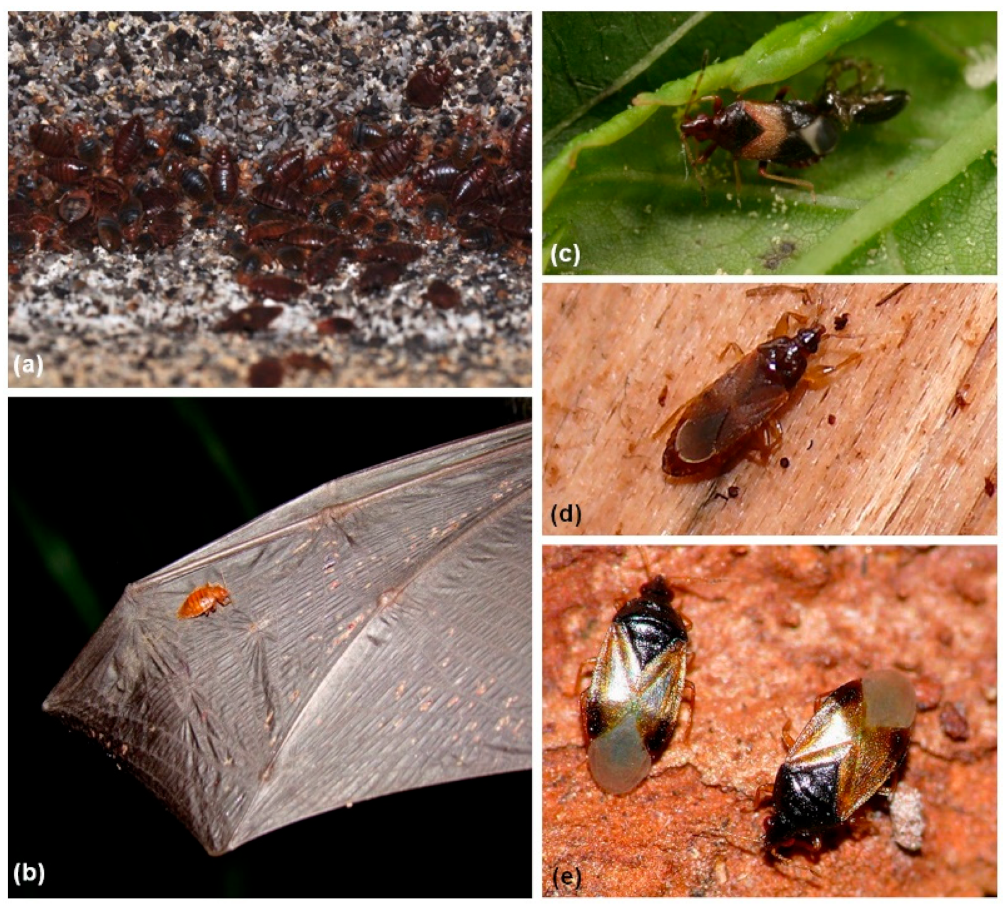 Insects 14 00267 g001