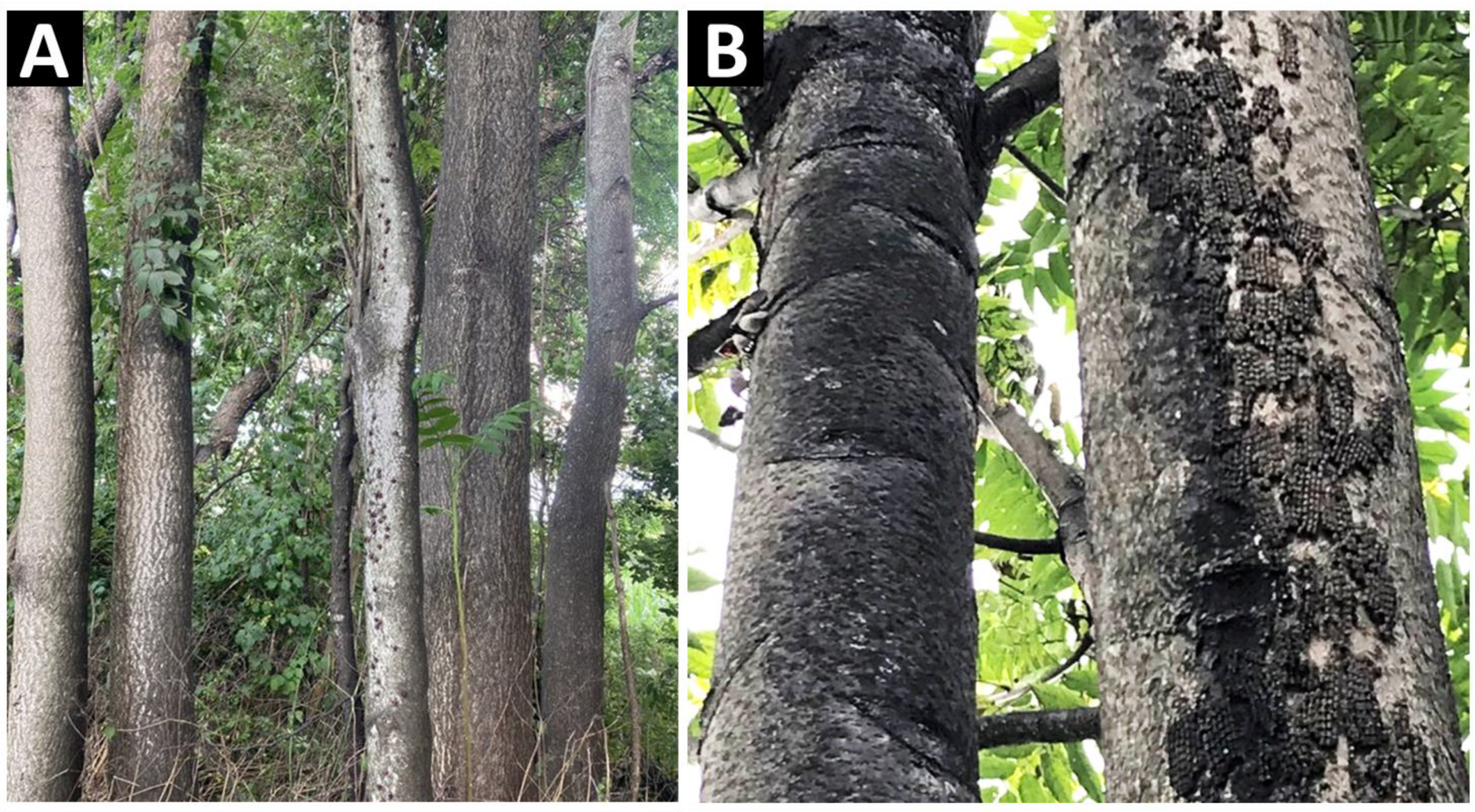 Insects 14 00279 g001