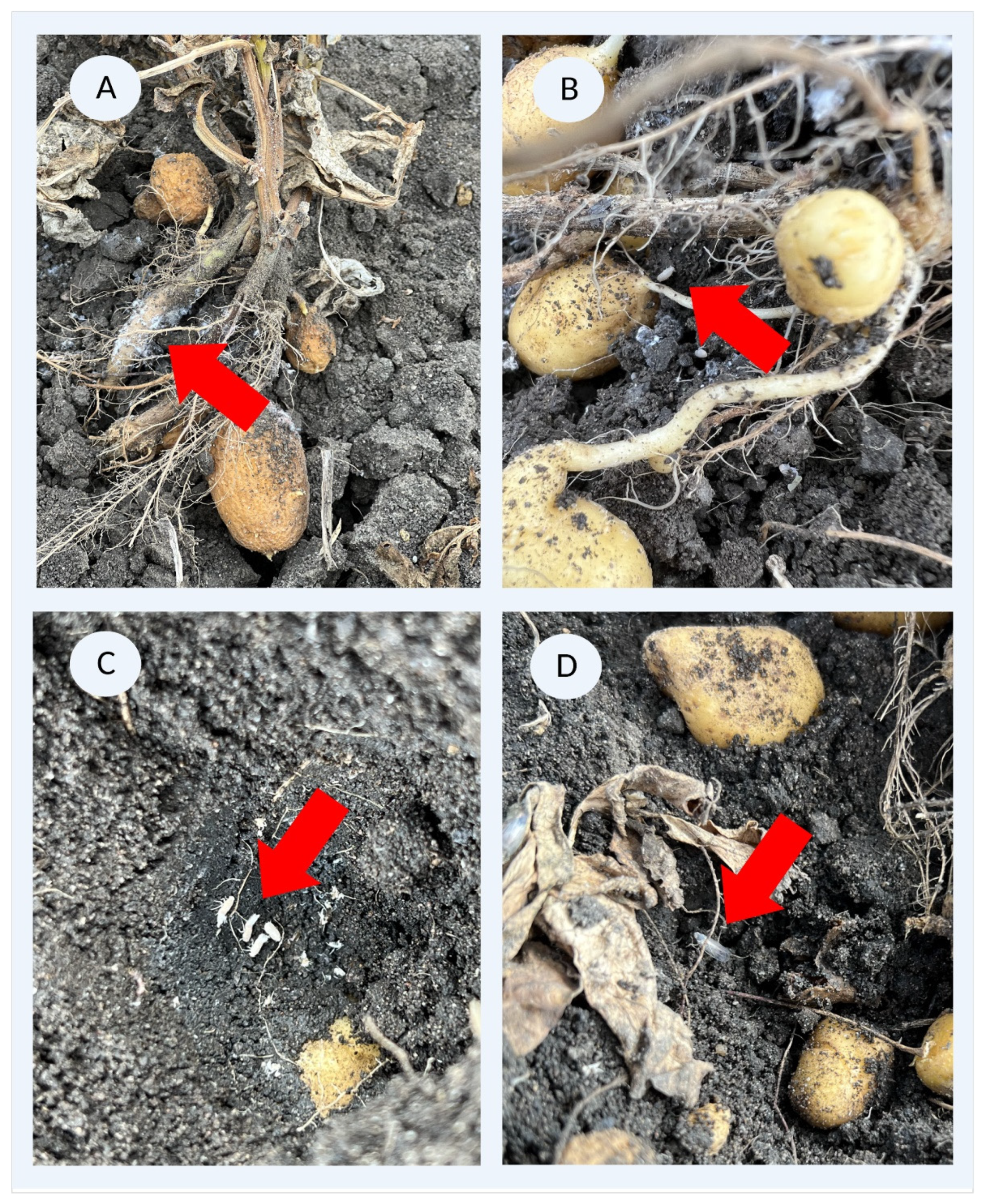 Insects 14 00281 g001