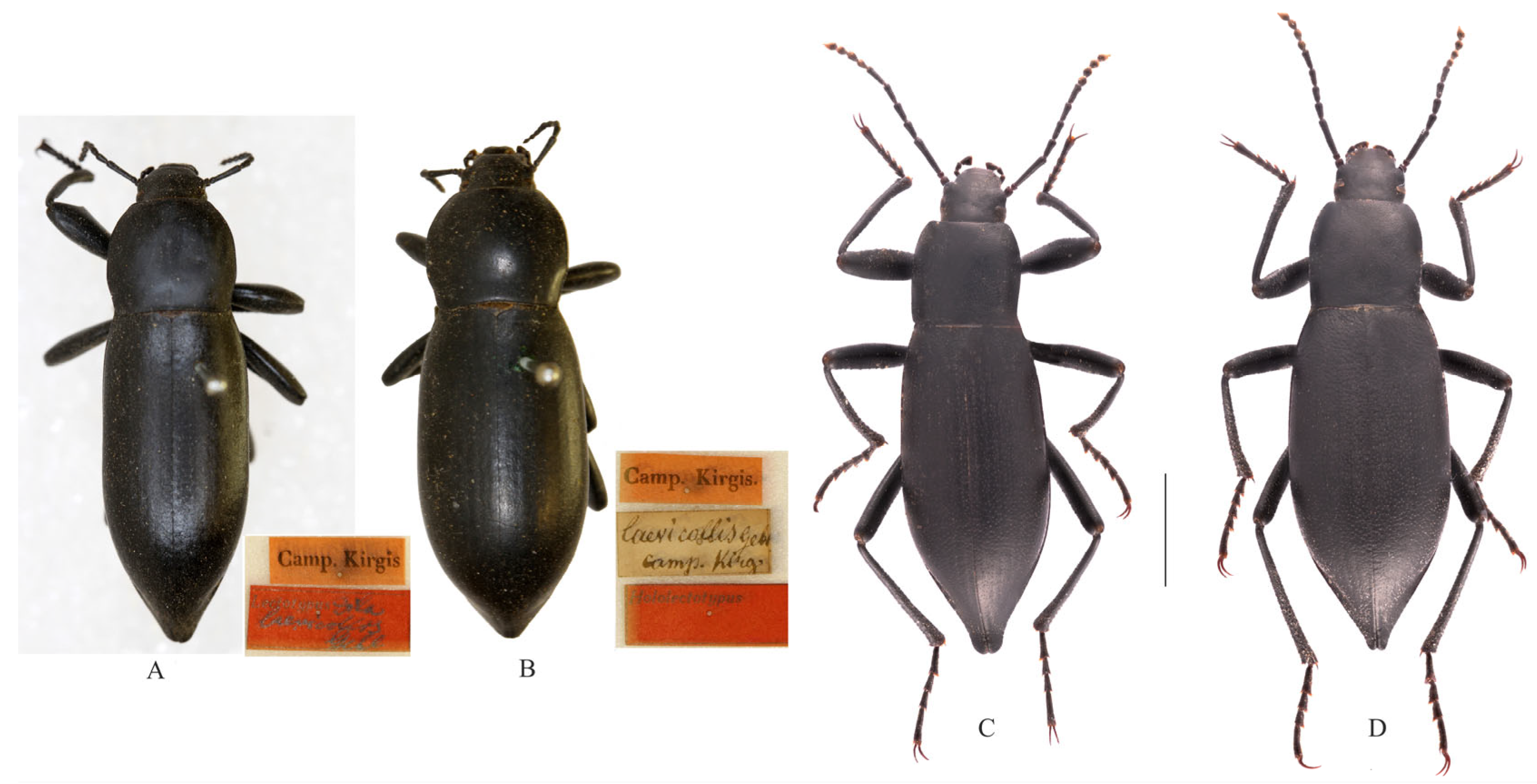 Insects 14 00284 g002