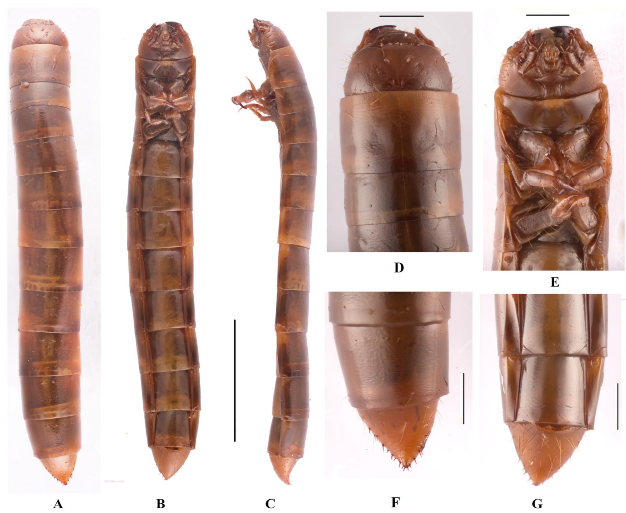 Insects 14 00284 g003