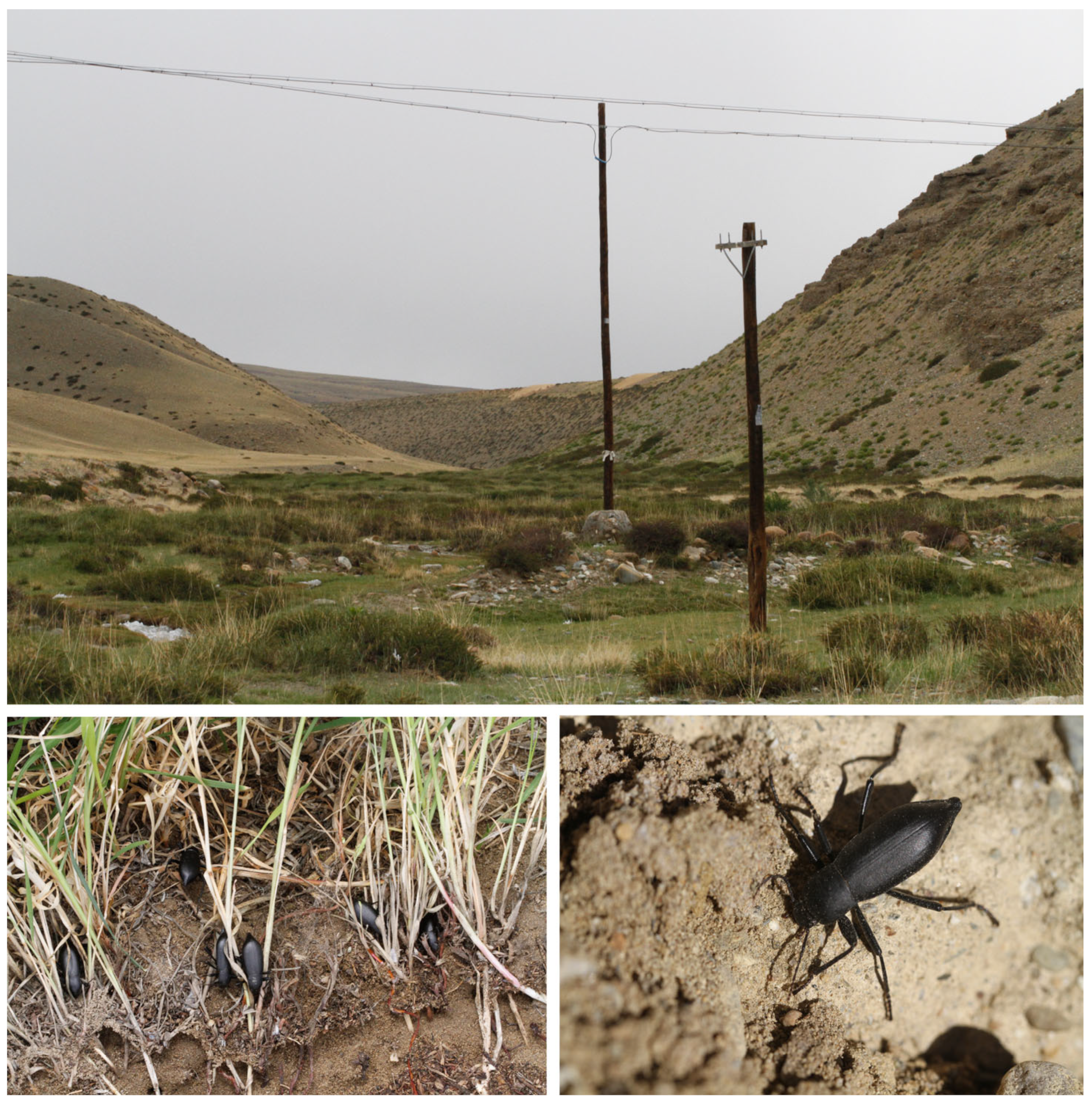 Insects 14 00284 g005