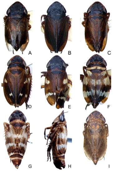 Insects 14 00291 g004